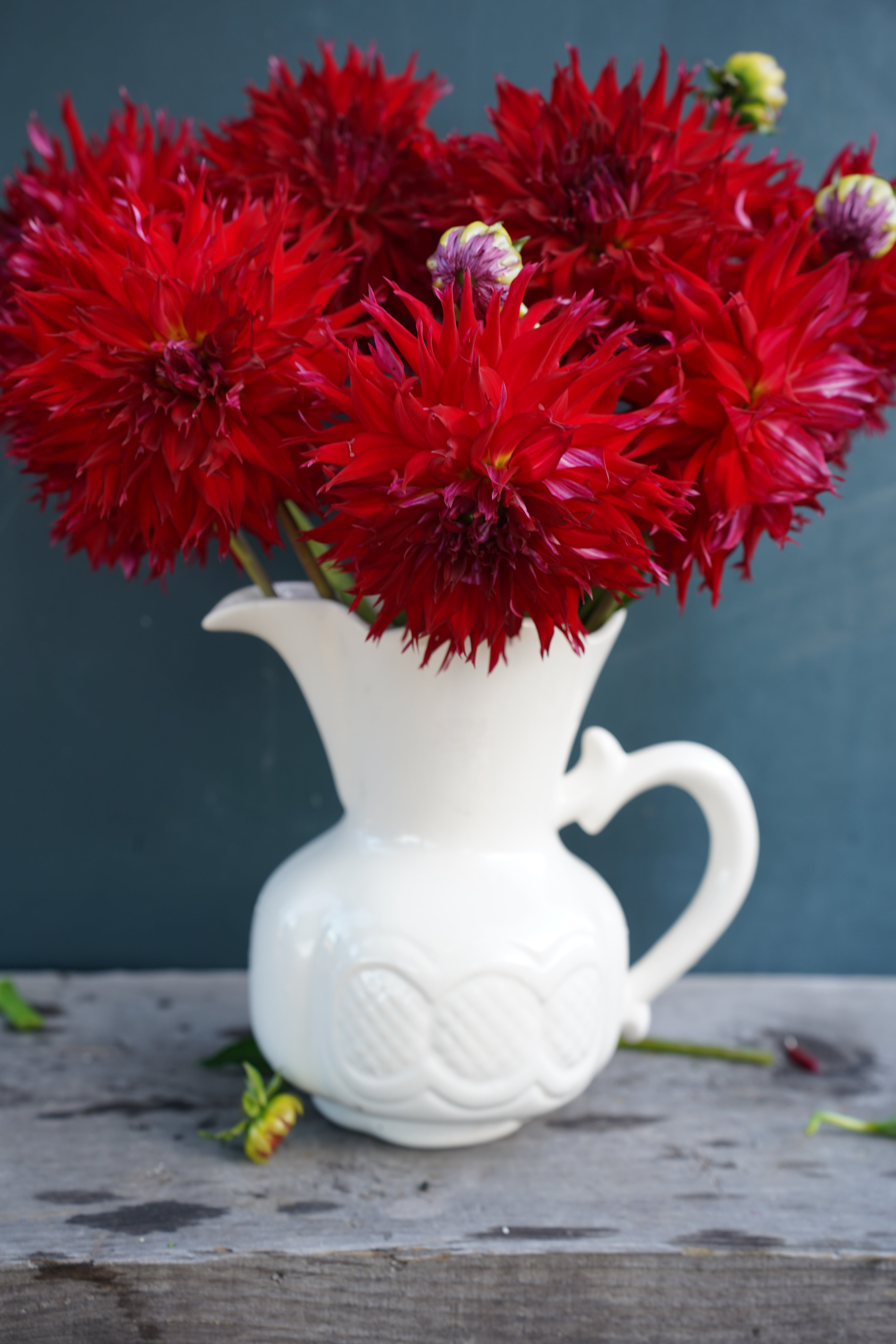 Jax Dahlia Tuber