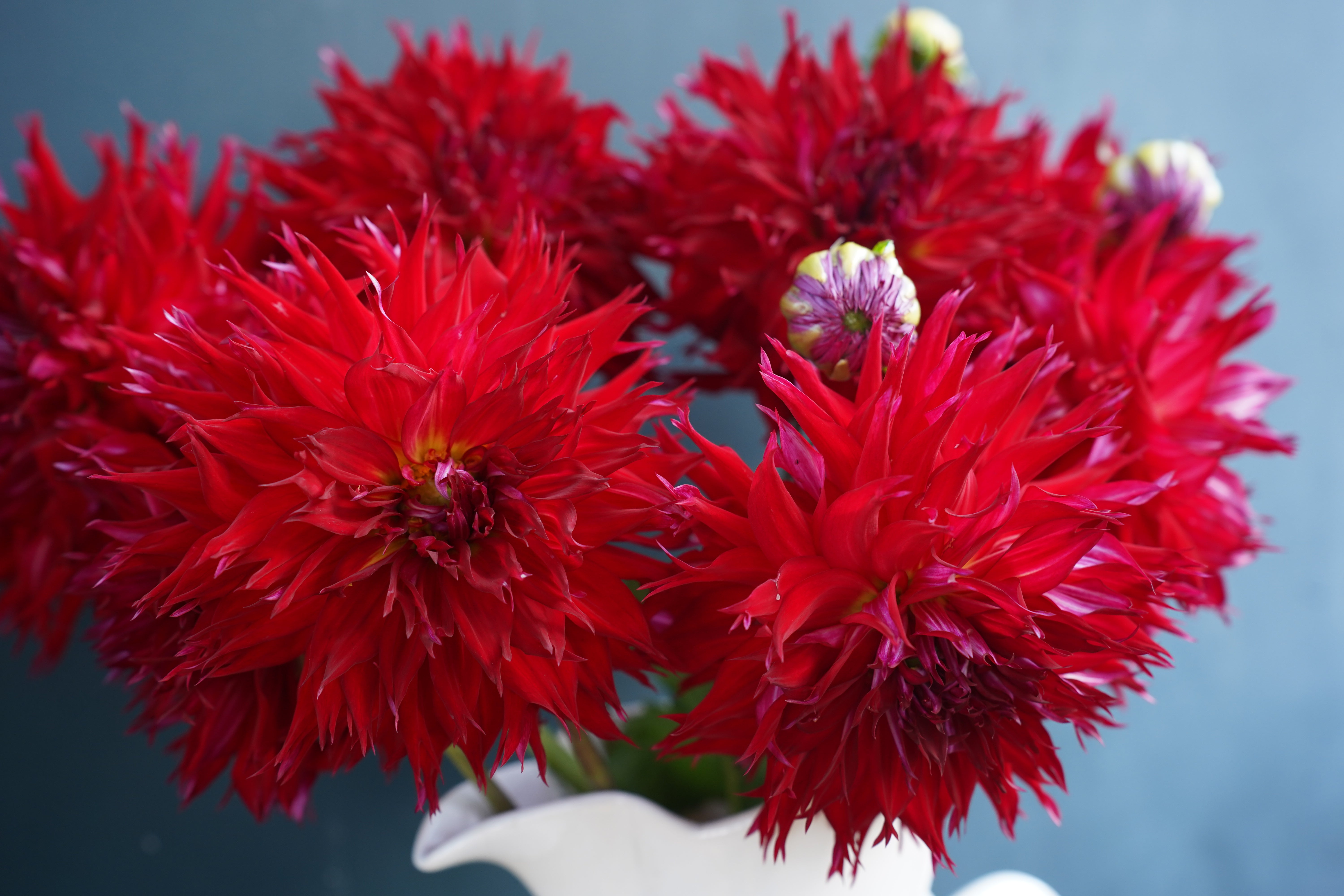 Jax Dahlia Tuber