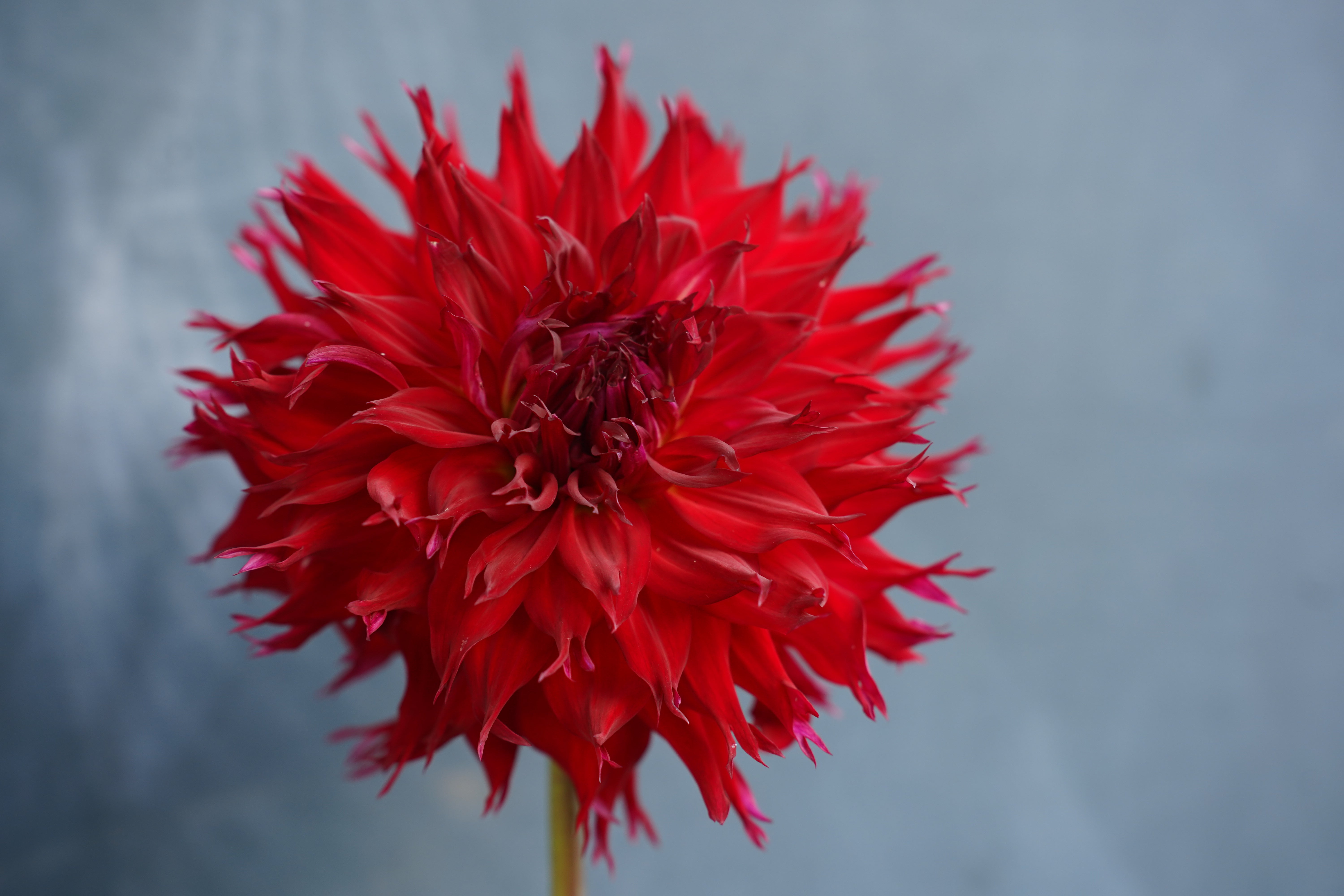 Jax Dahlia Tuber
