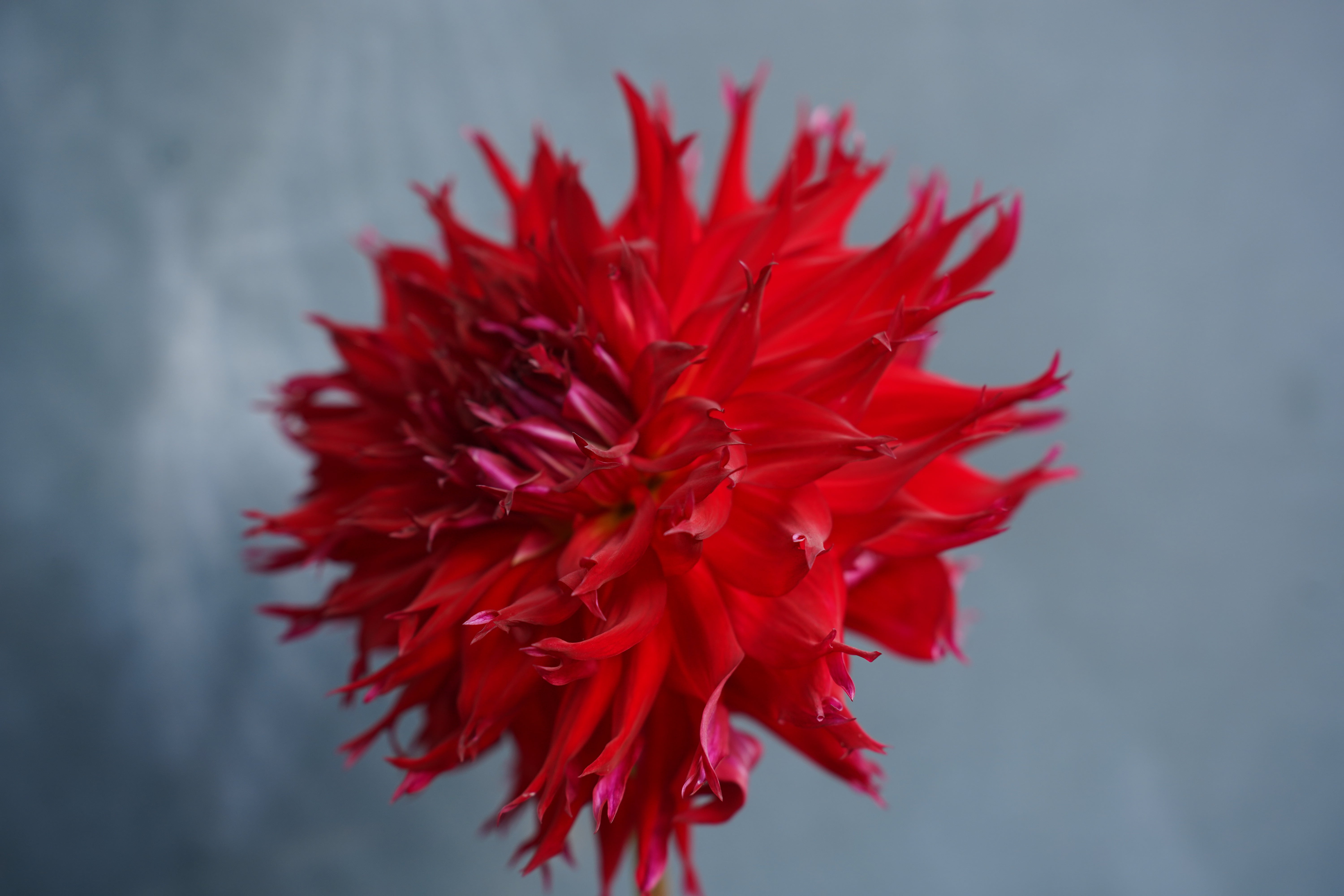 Jax Dahlia Tuber