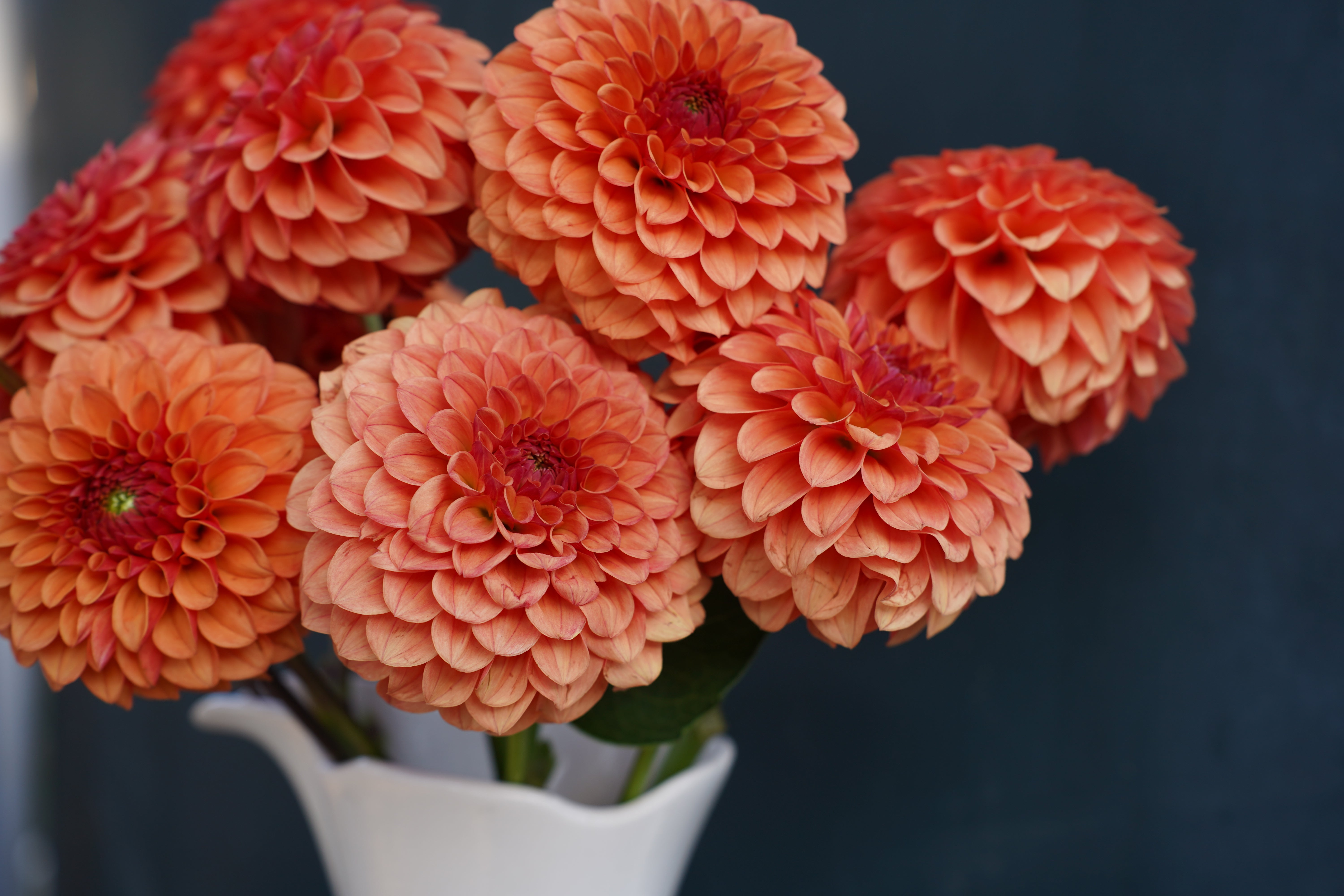 KA's® Blood Orange Dahlia Tuber