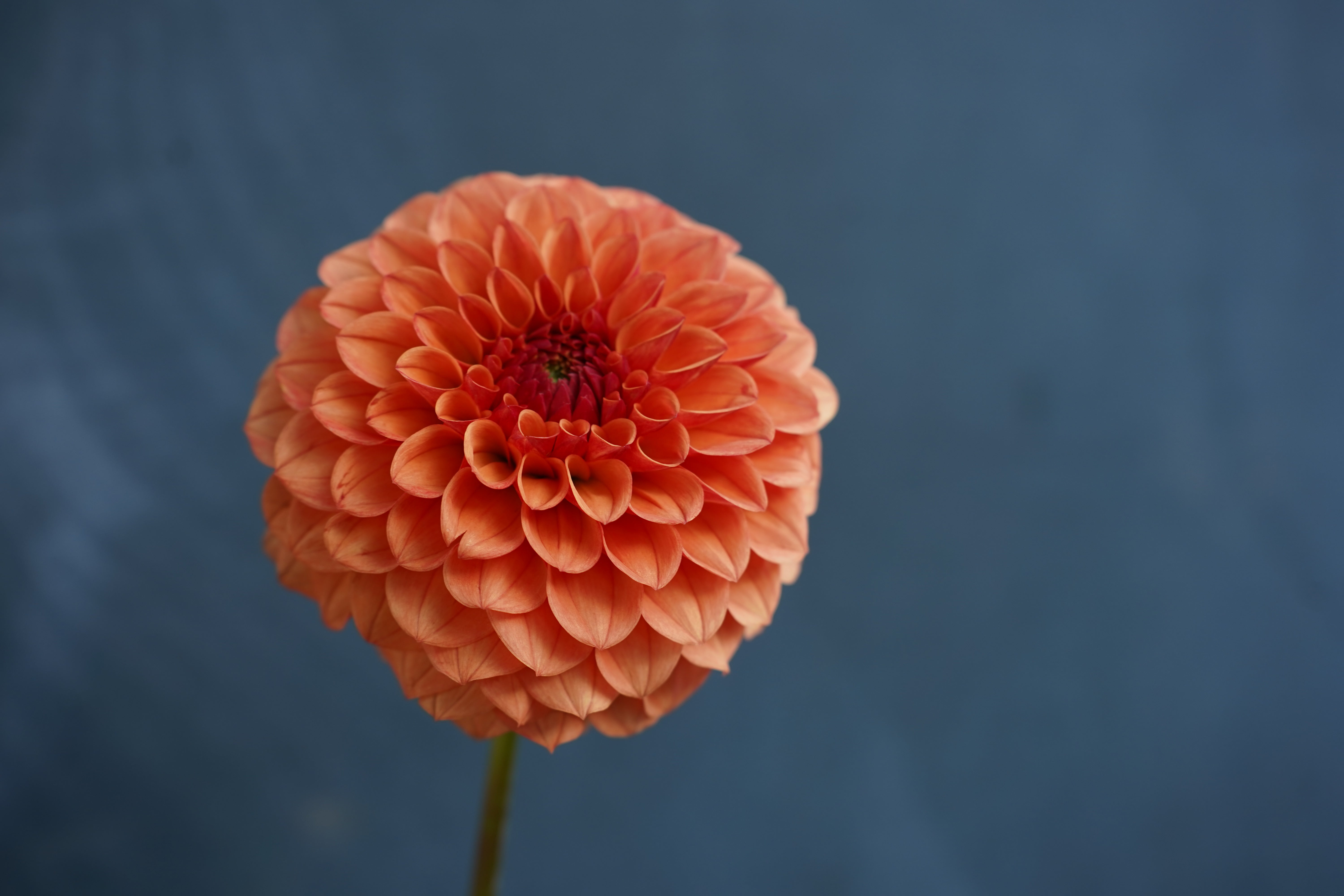 KA's® Blood Orange Dahlia Tuber