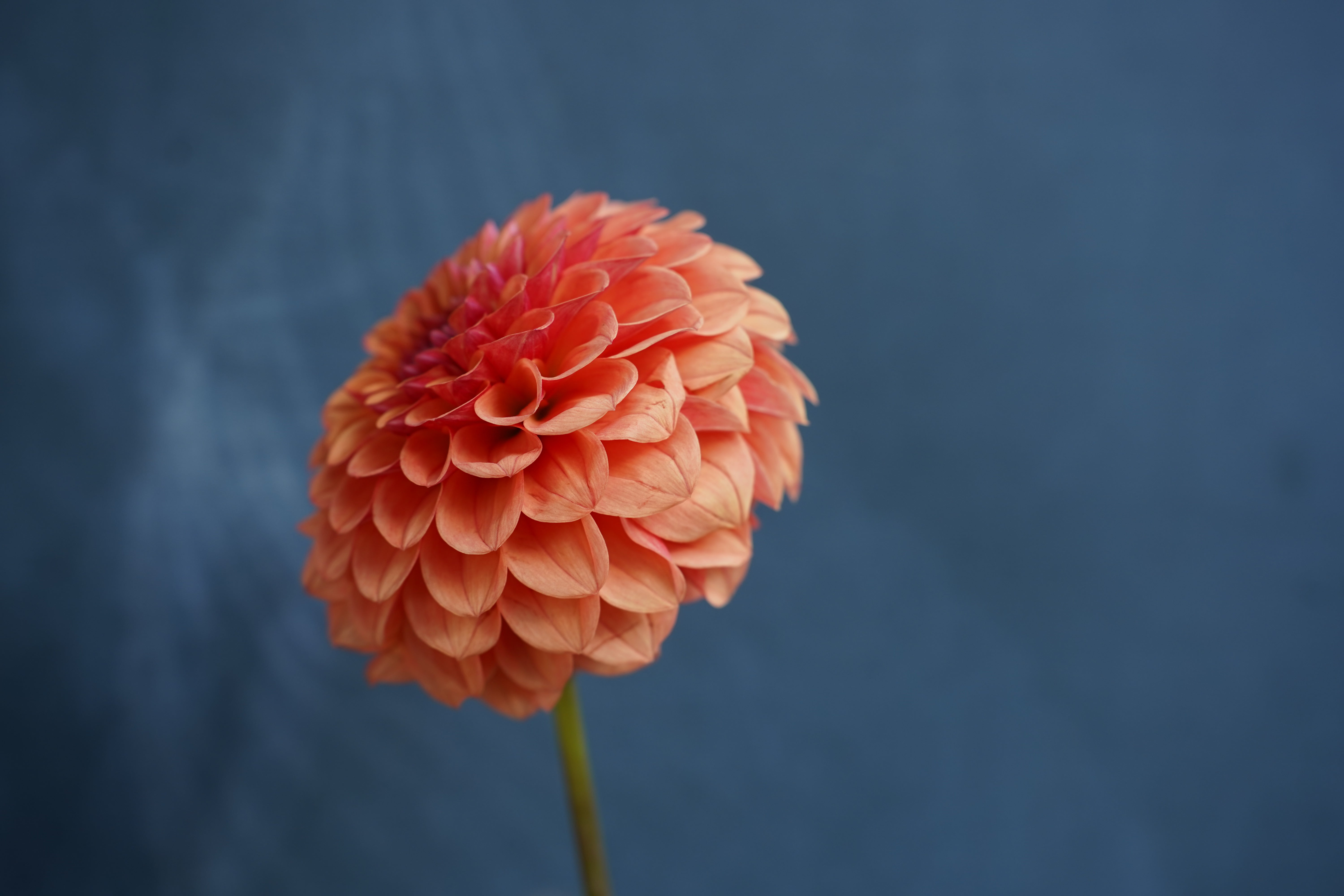 KA's® Blood Orange Dahlia Tuber