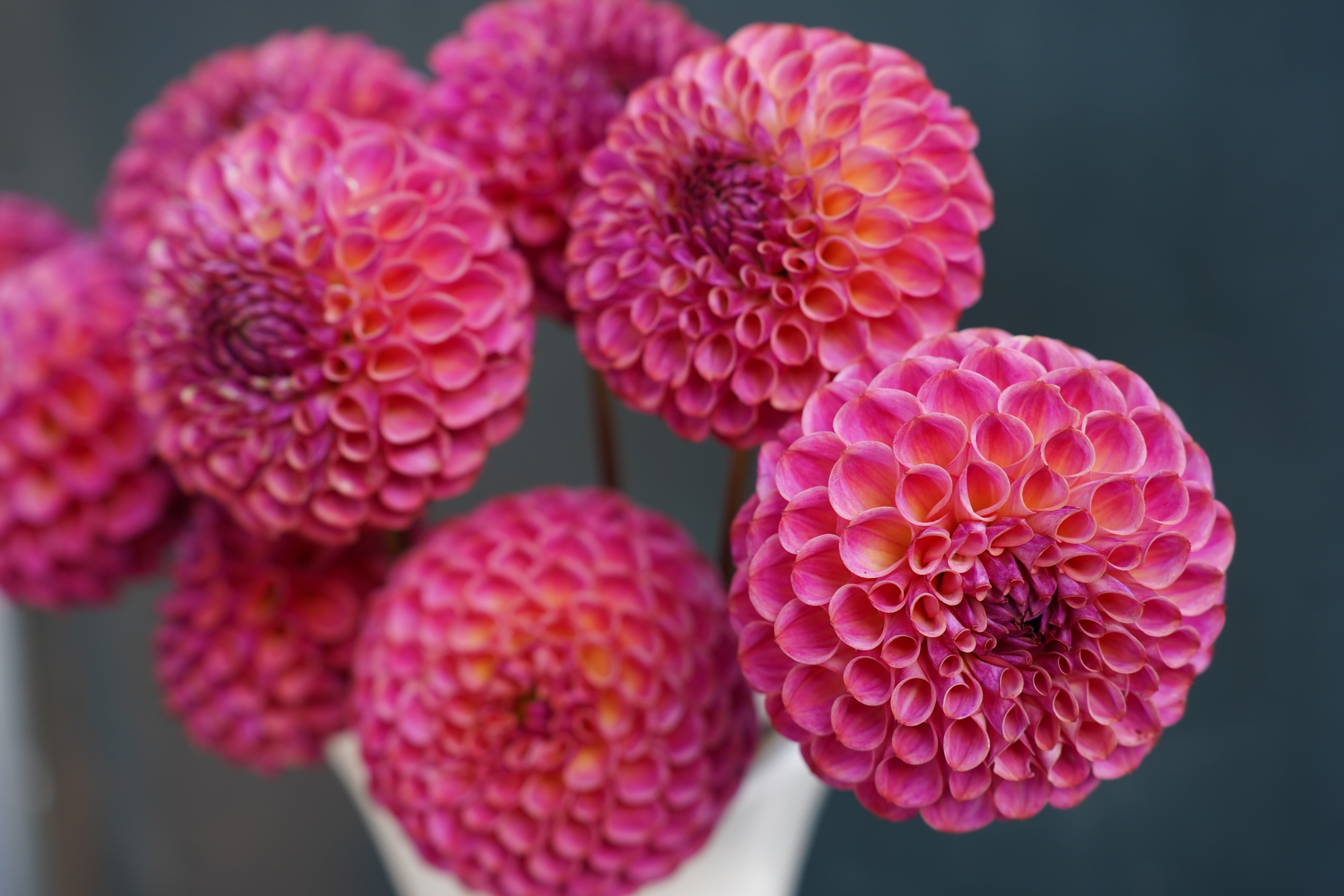Caitlin's Joy Dahlia Tuber
