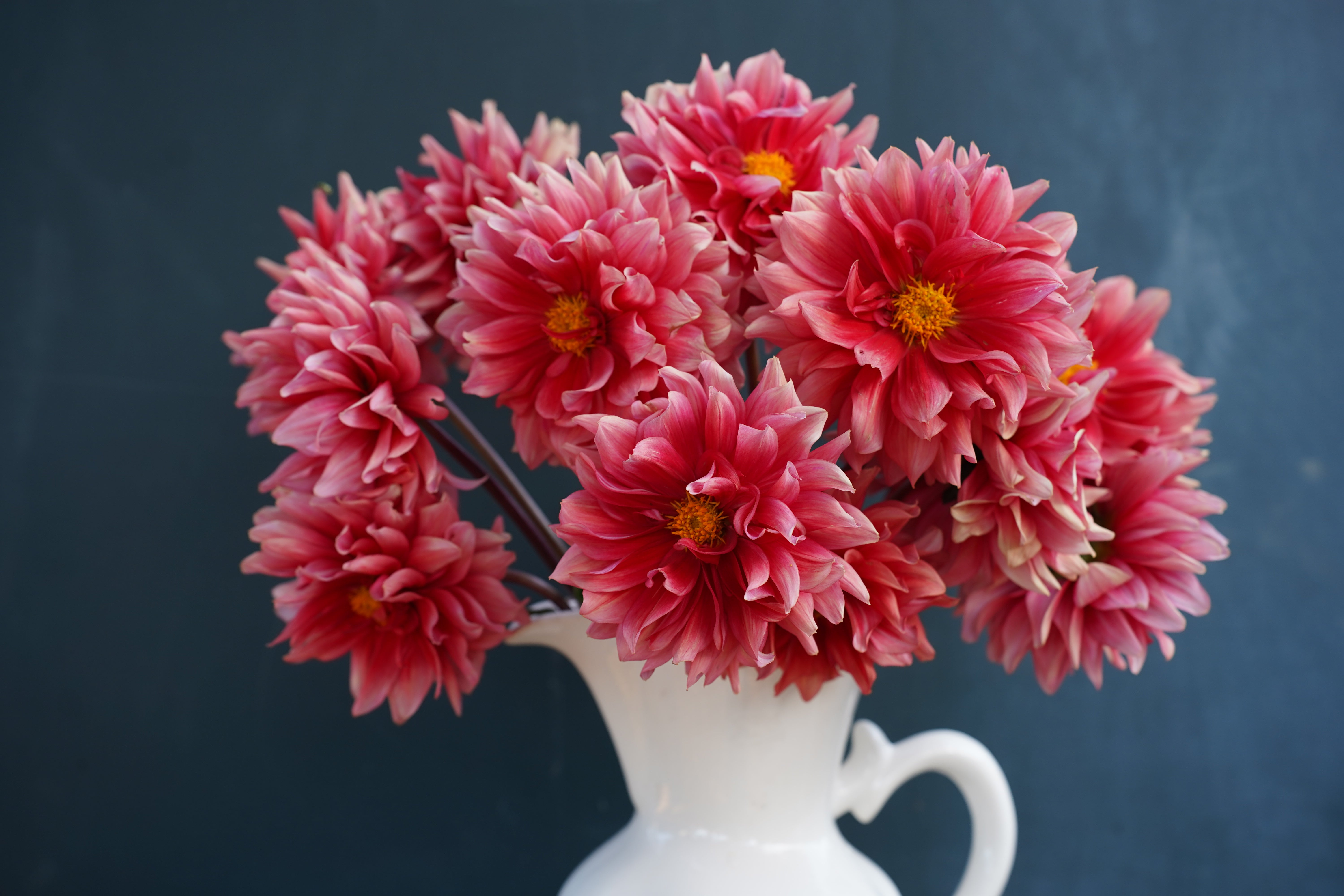 Mystique Dahlia Tuber