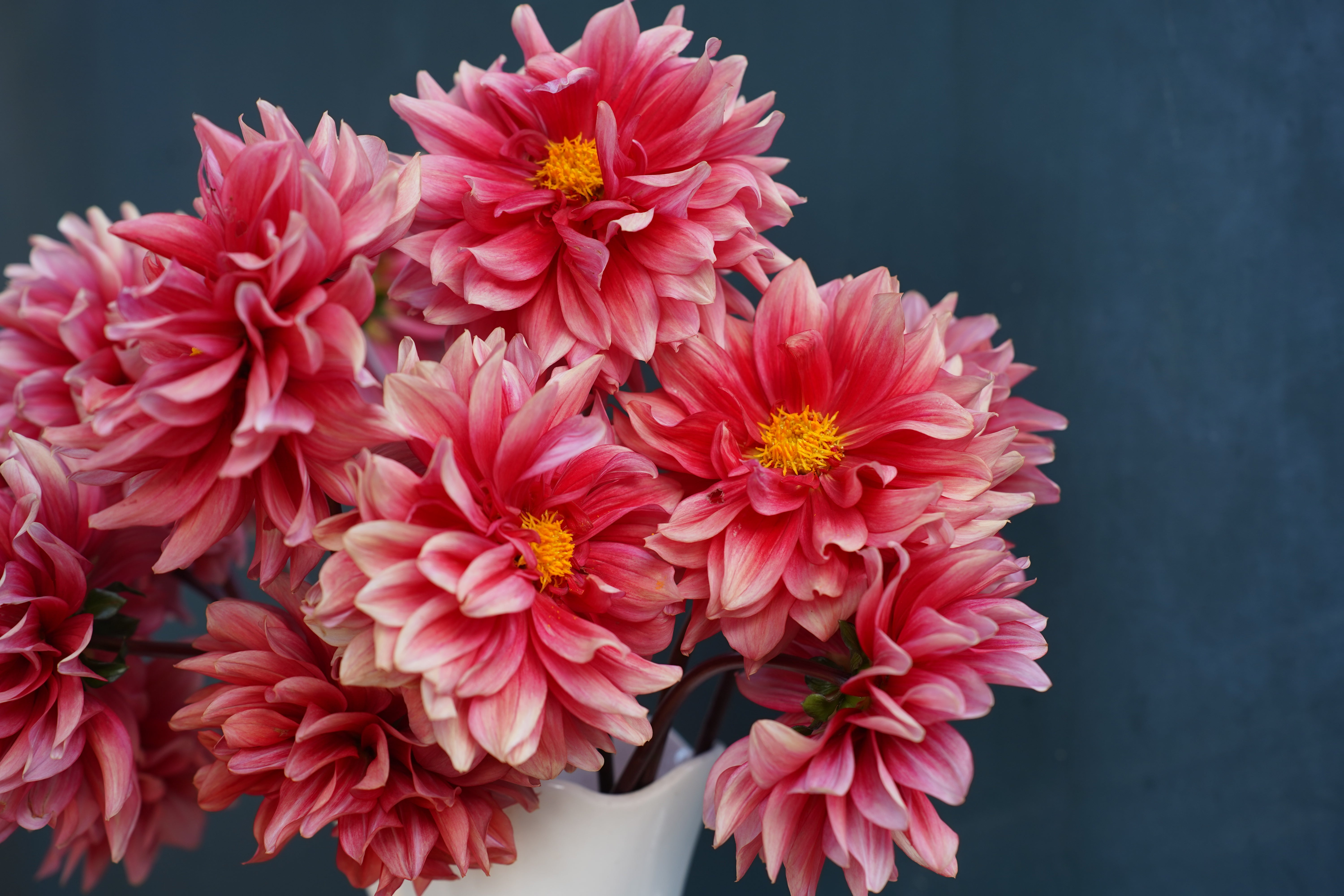 Mystique Dahlia Tuber