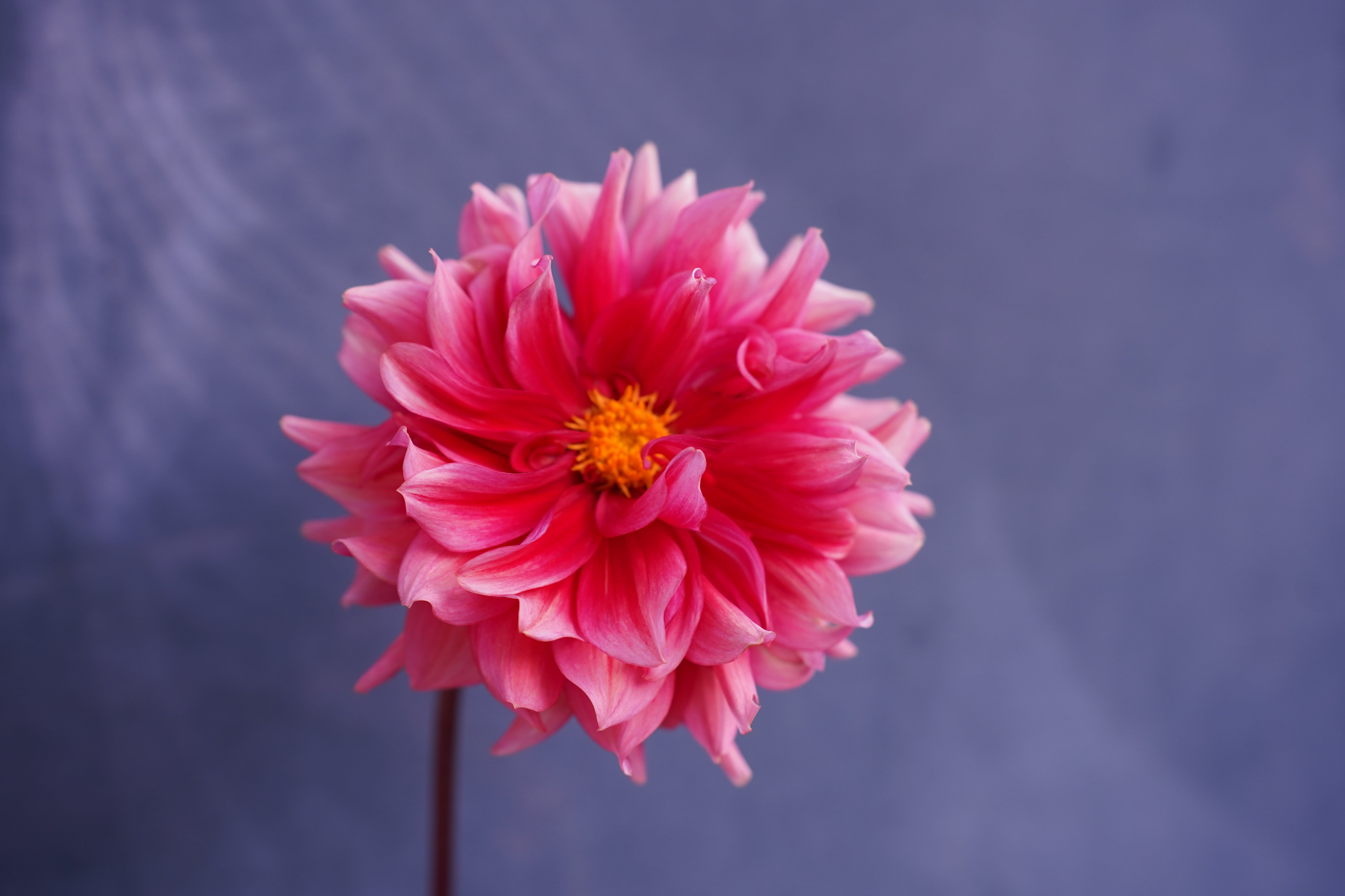 Mystique Dahlia Tuber