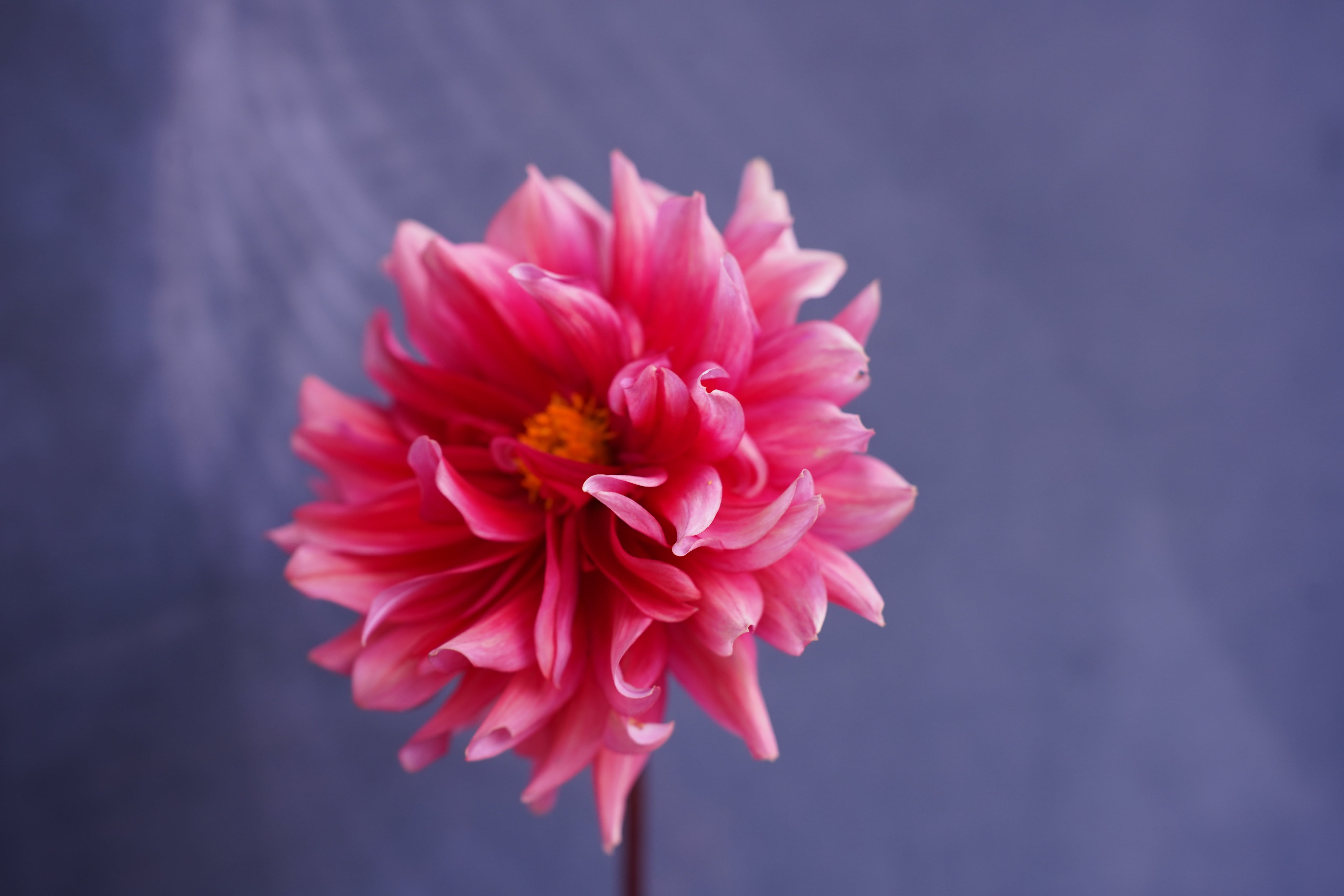 Mystique Dahlia Tuber