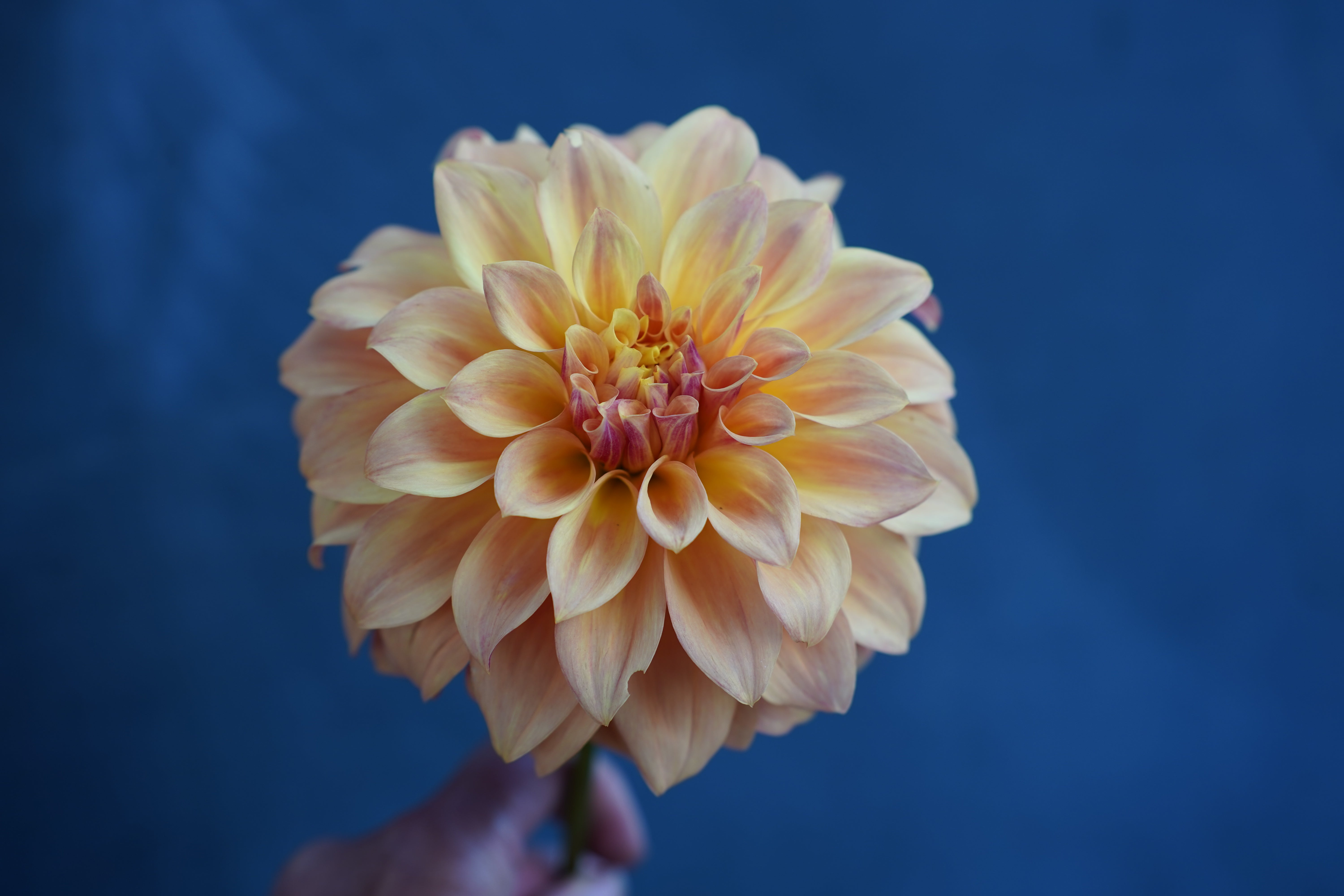 Miss Amara Dahlia Tuber