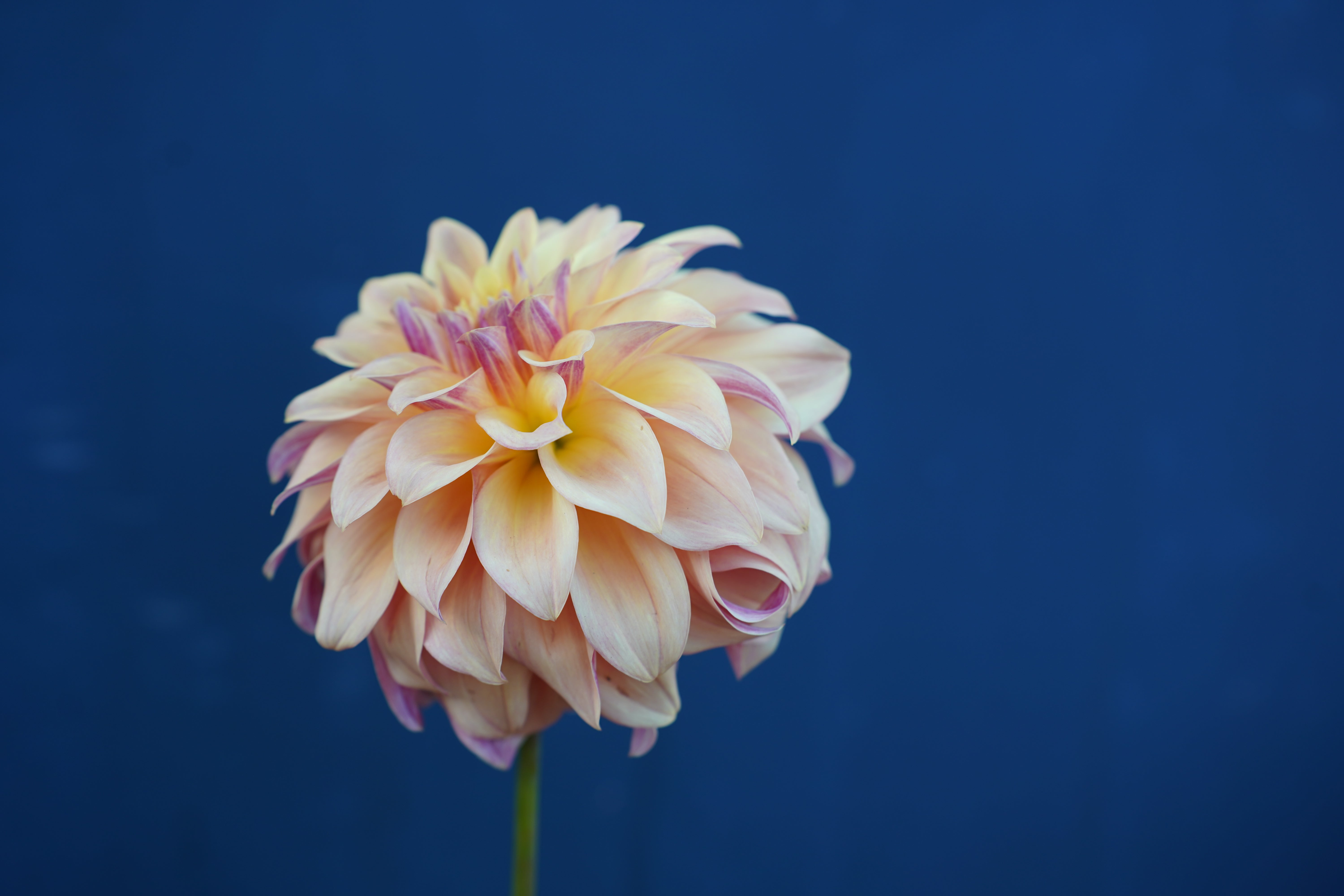 Miss Amara Dahlia Tuber