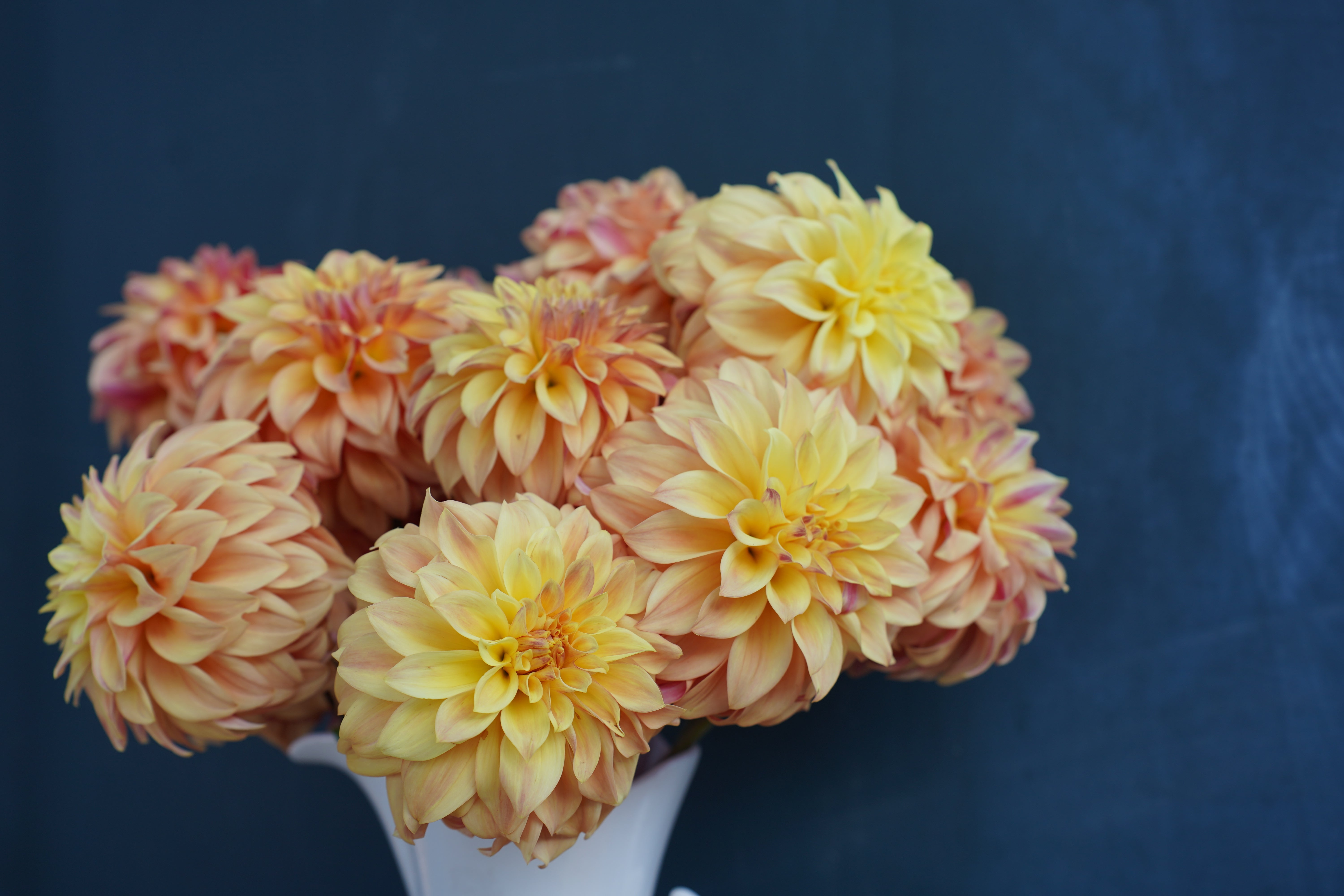 Miss Amara Dahlia Tuber