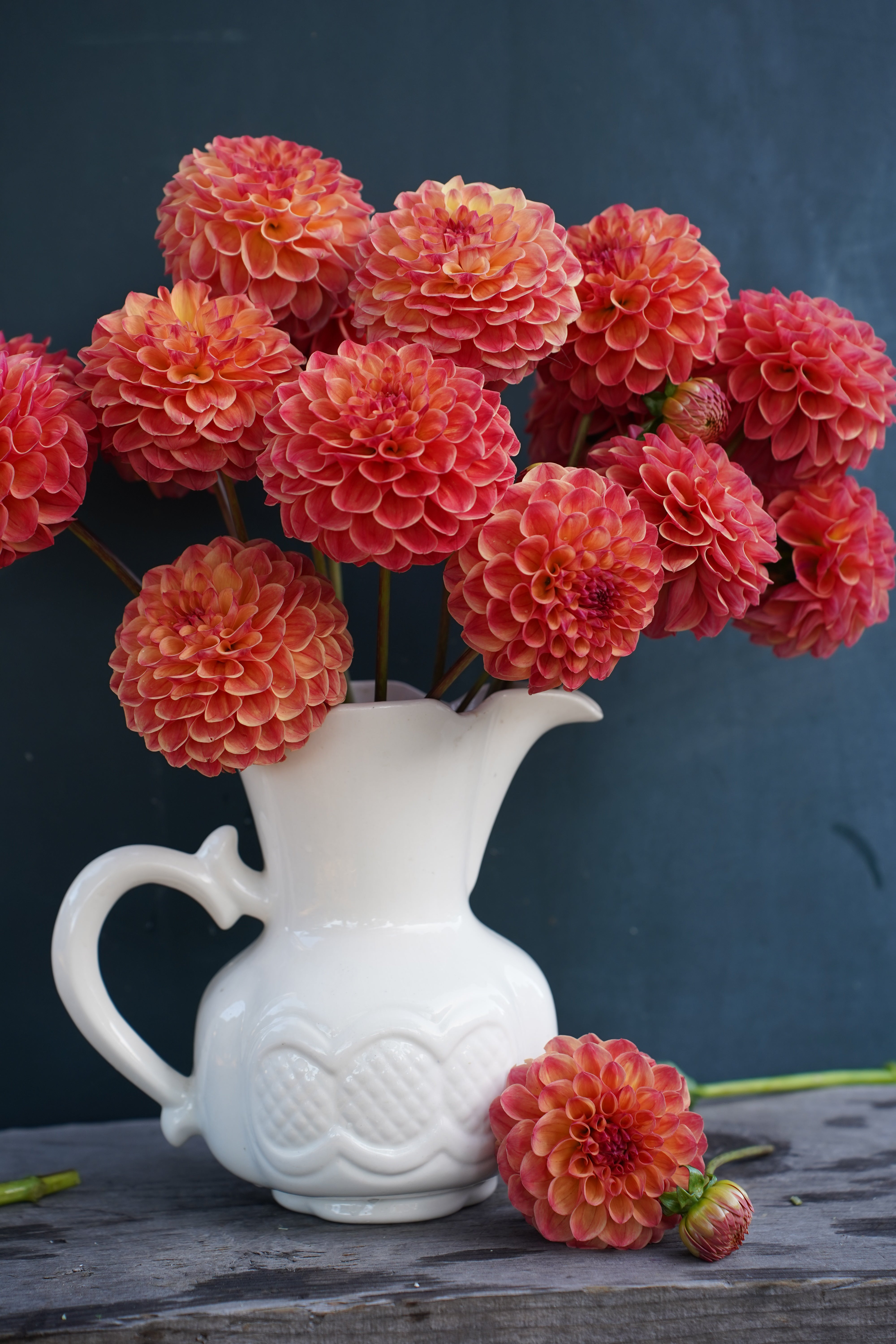 Robin Hood Dahlia Tuber