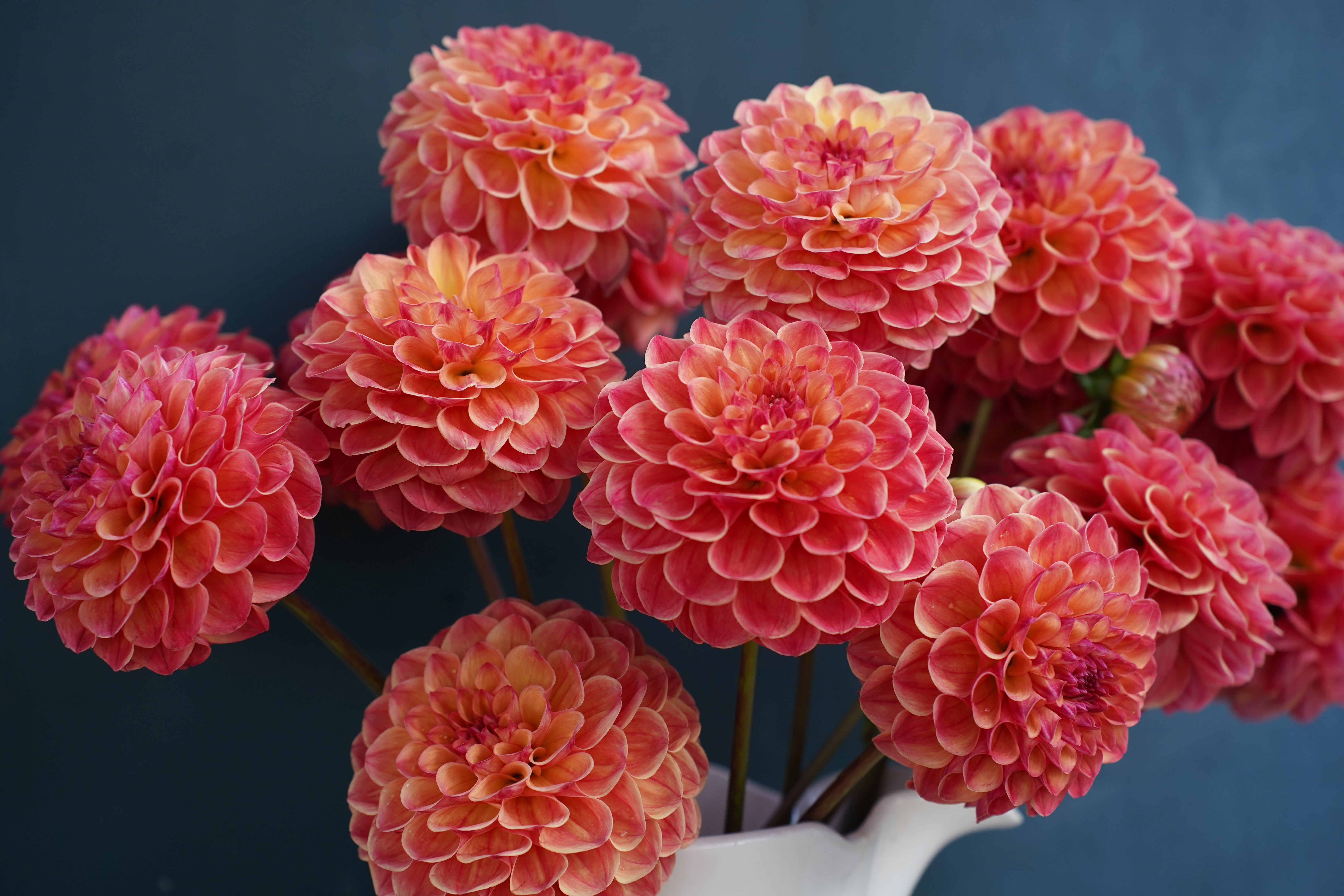Robin Hood Dahlia Tuber