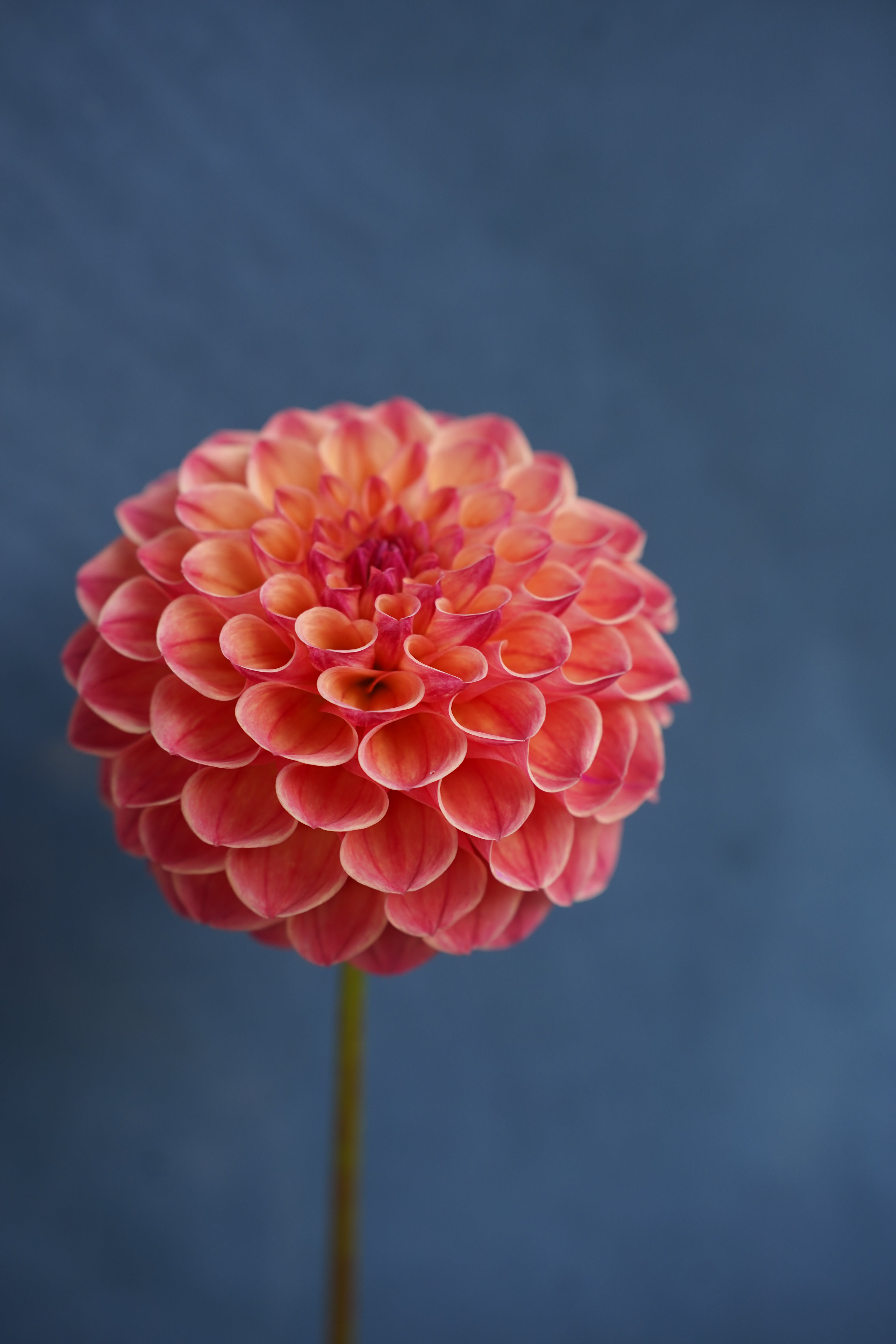 Robin Hood Dahlia Tuber