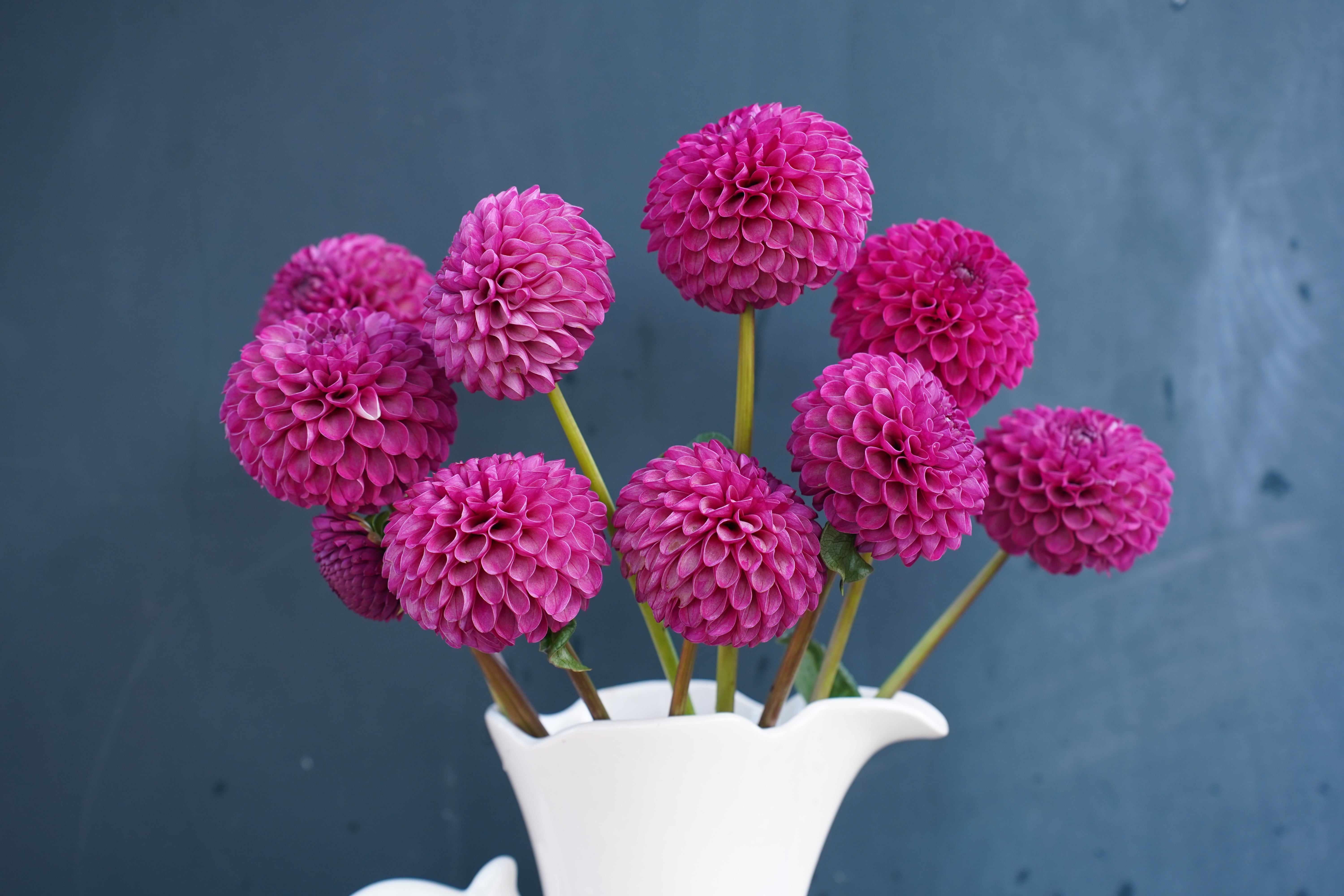 Isabel Dahlia Tuber