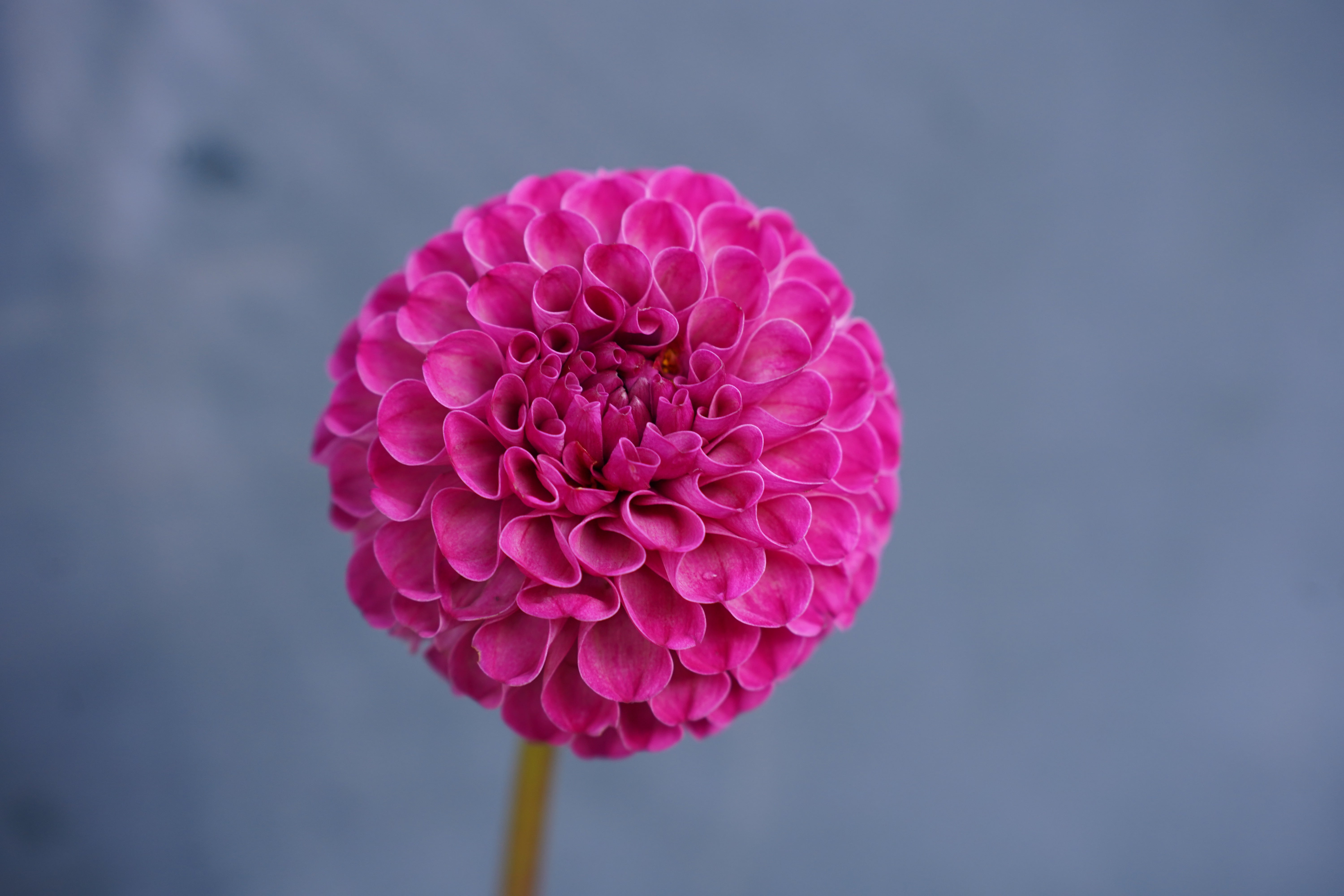 Isabel Dahlia Tuber