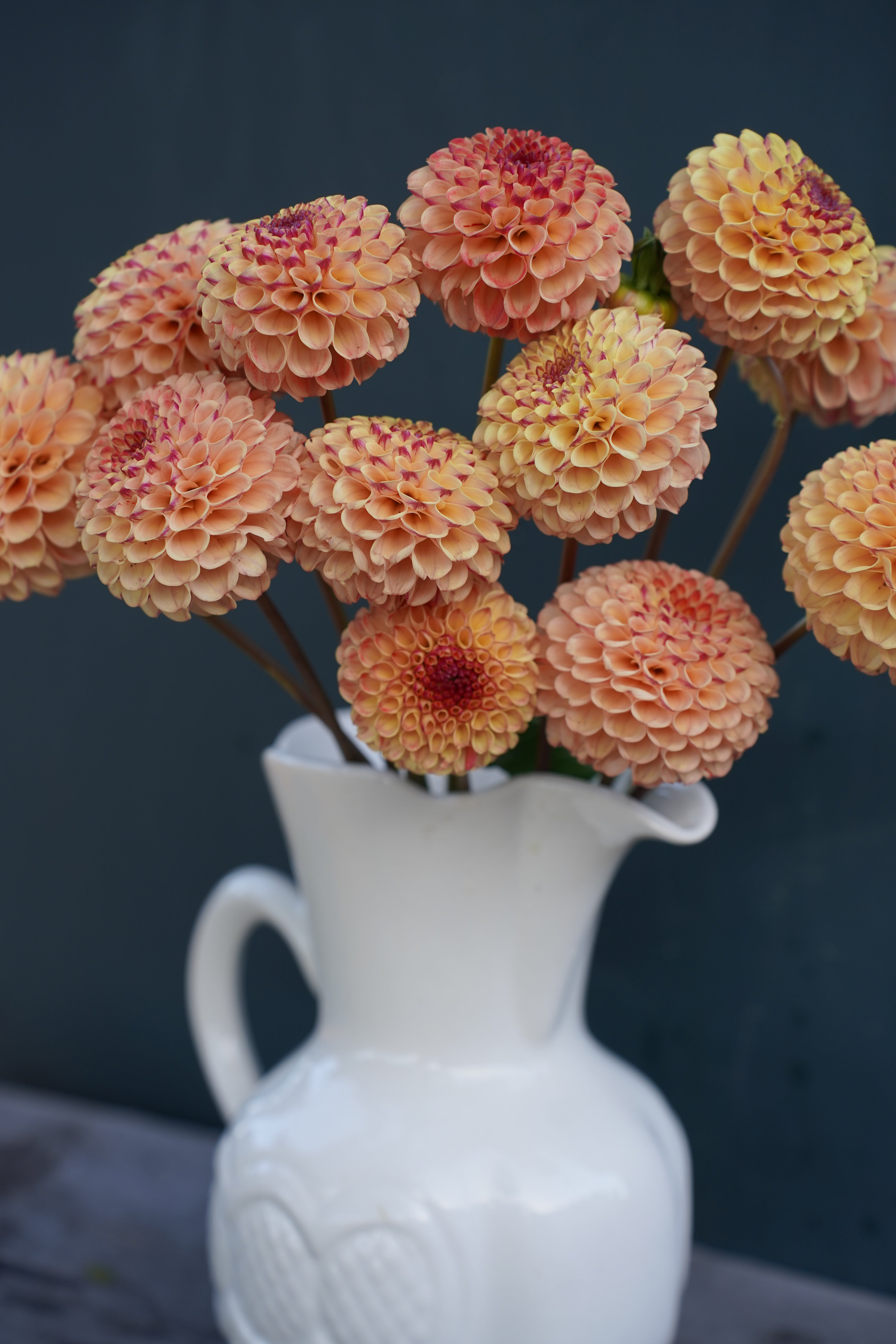 Rosemary Dawn Dahlia Tuber