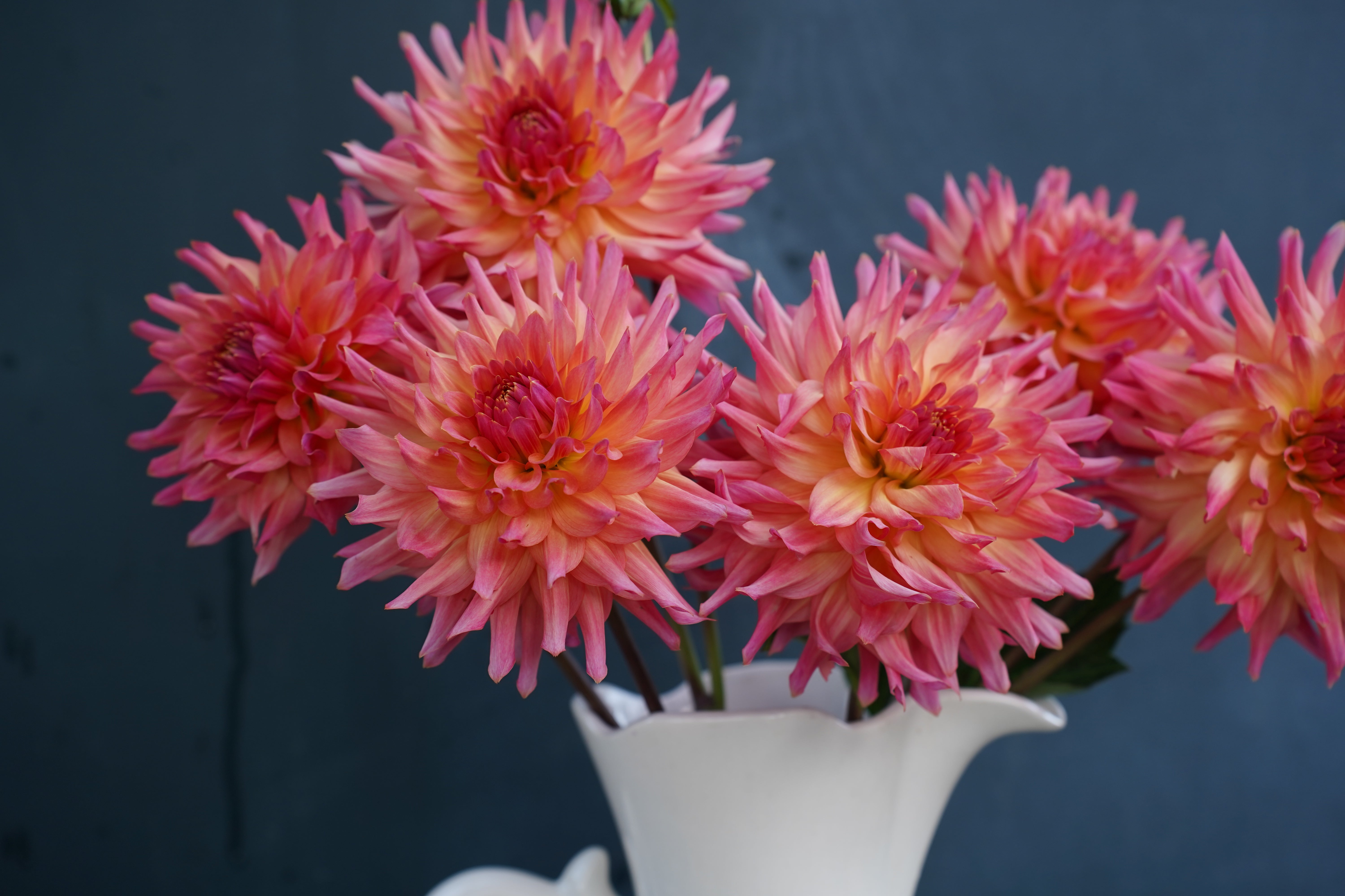 Just Peachy Dahlia Tuber