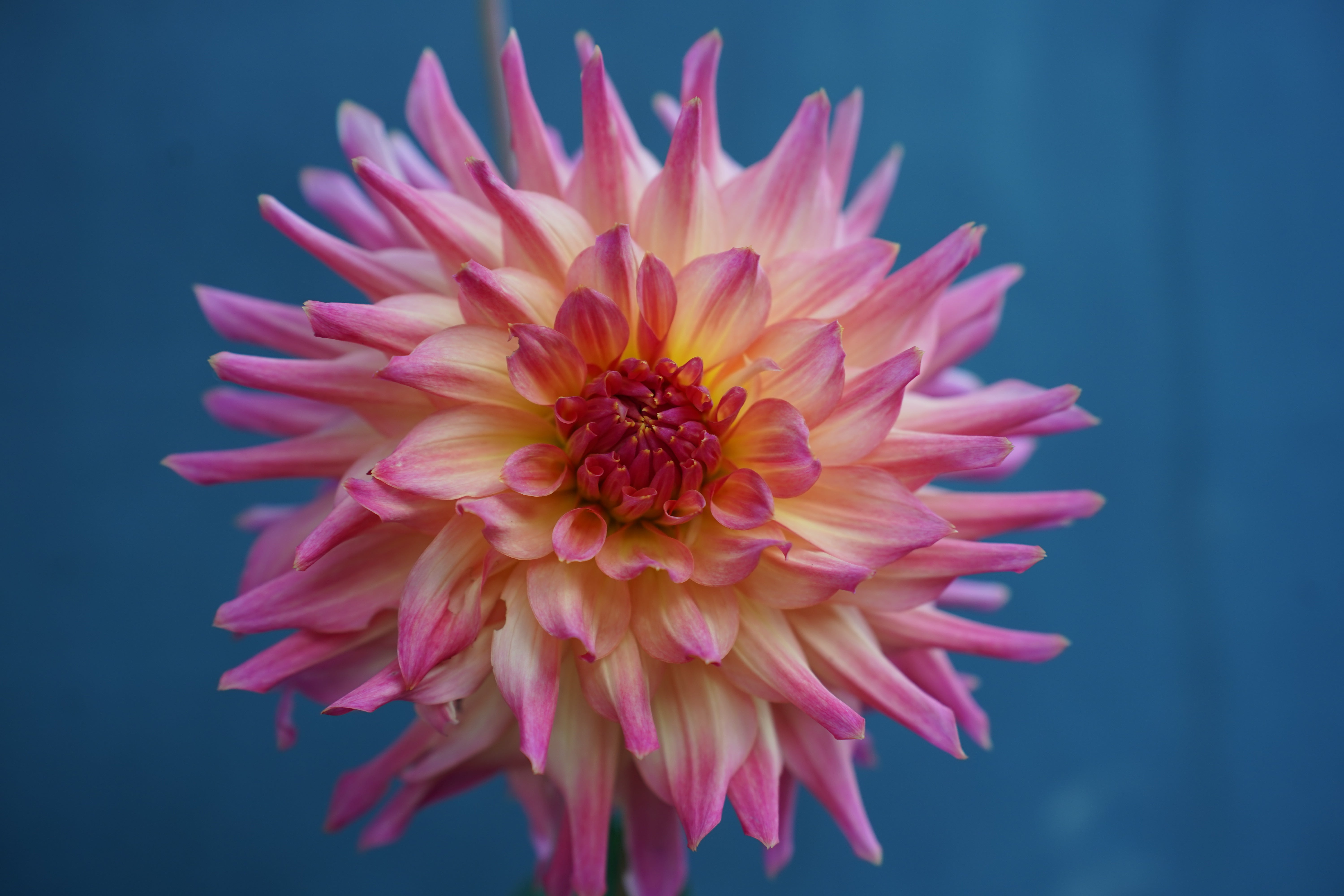 Just Peachy Dahlia Tuber
