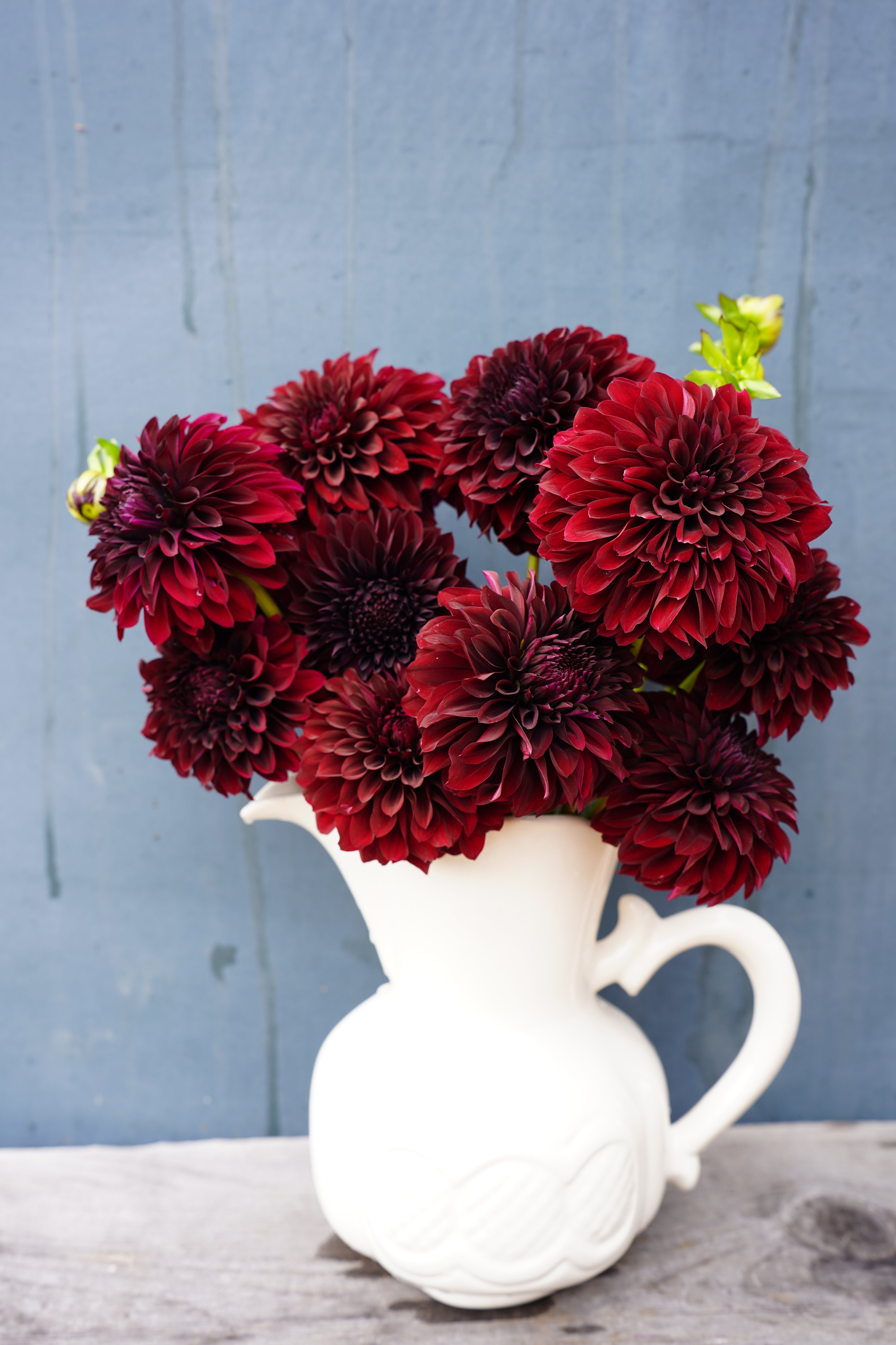 Shadow Cat Dahlia Tuber