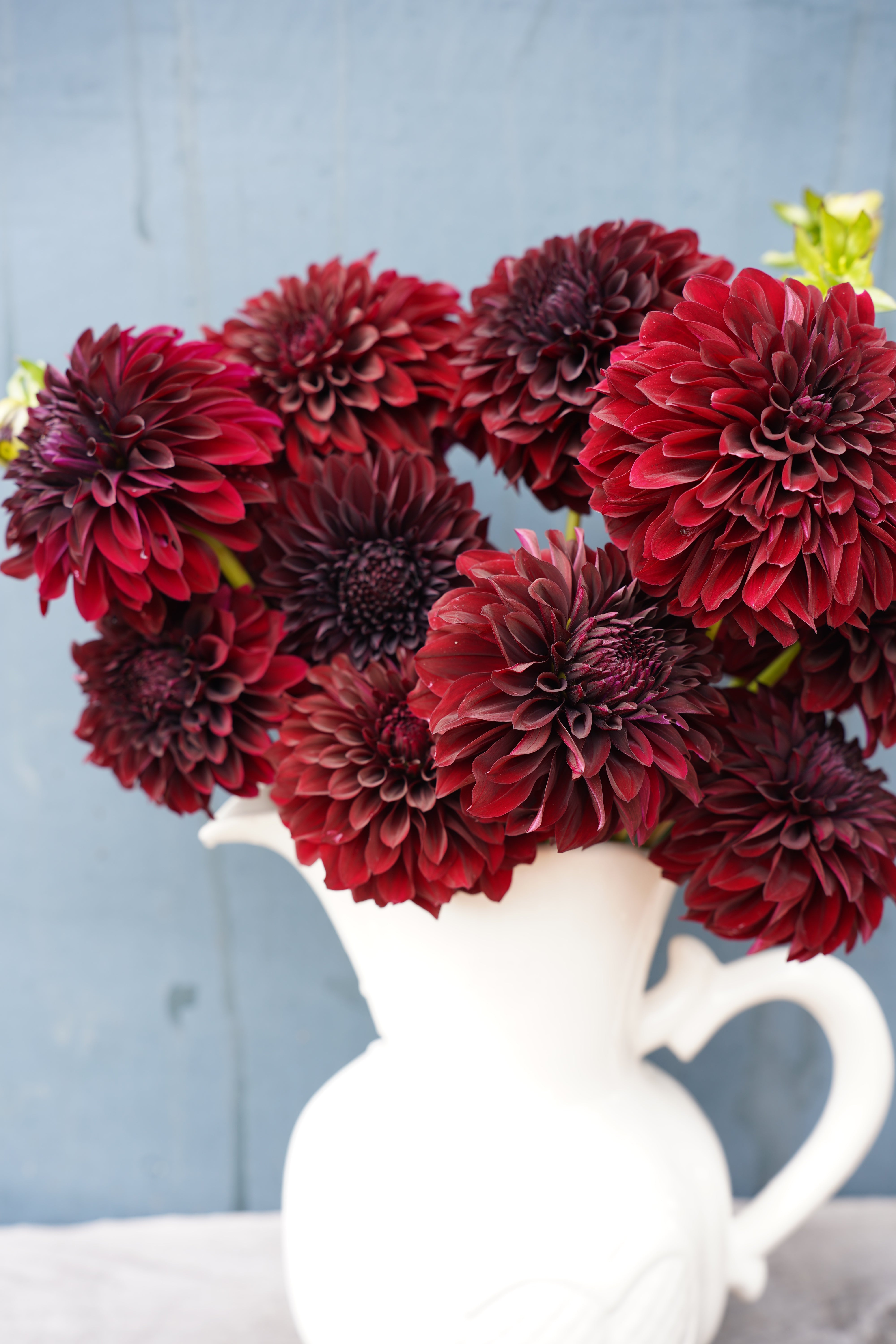 Shadow Cat Dahlia Tuber