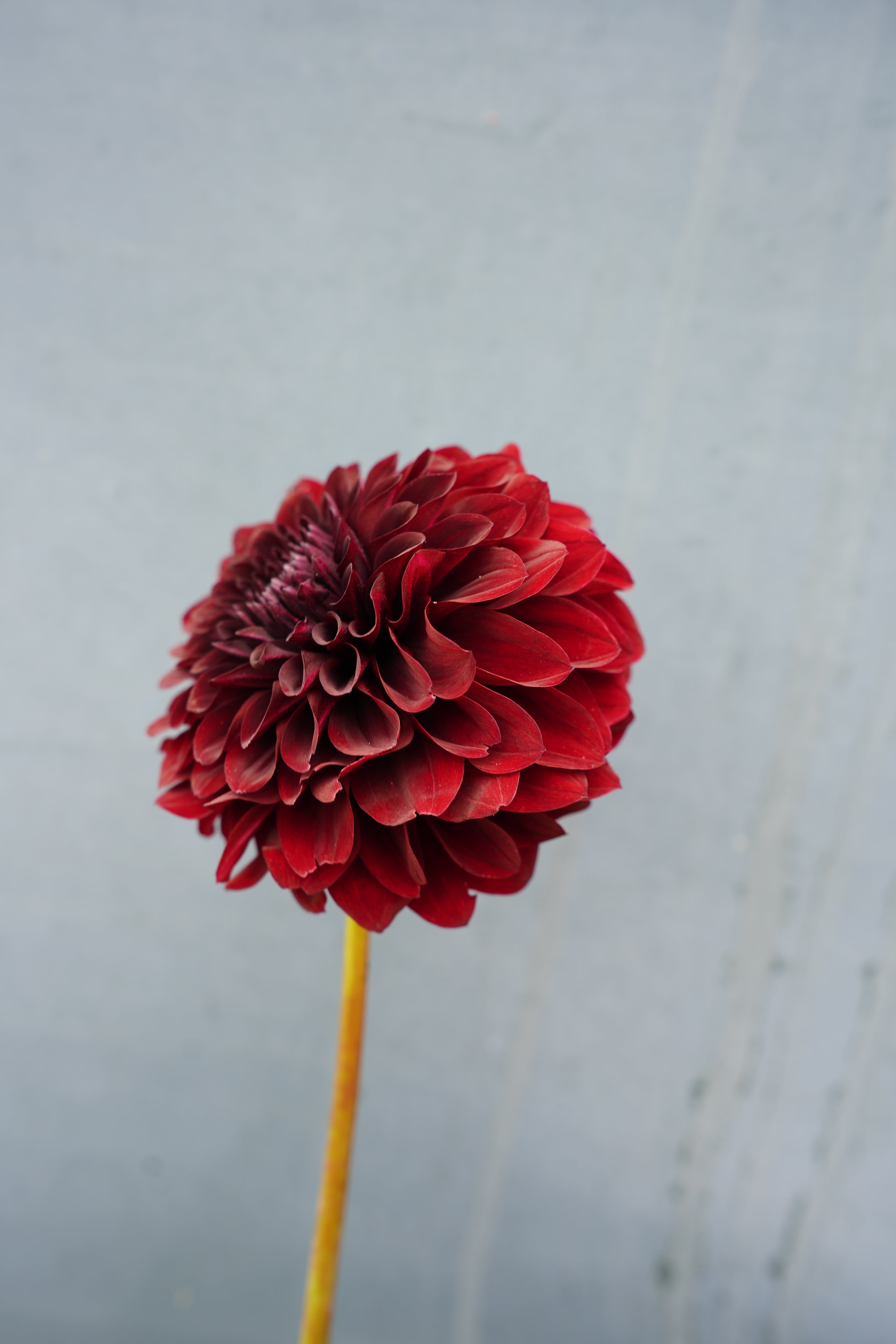 Shadow Cat Dahlia Tuber