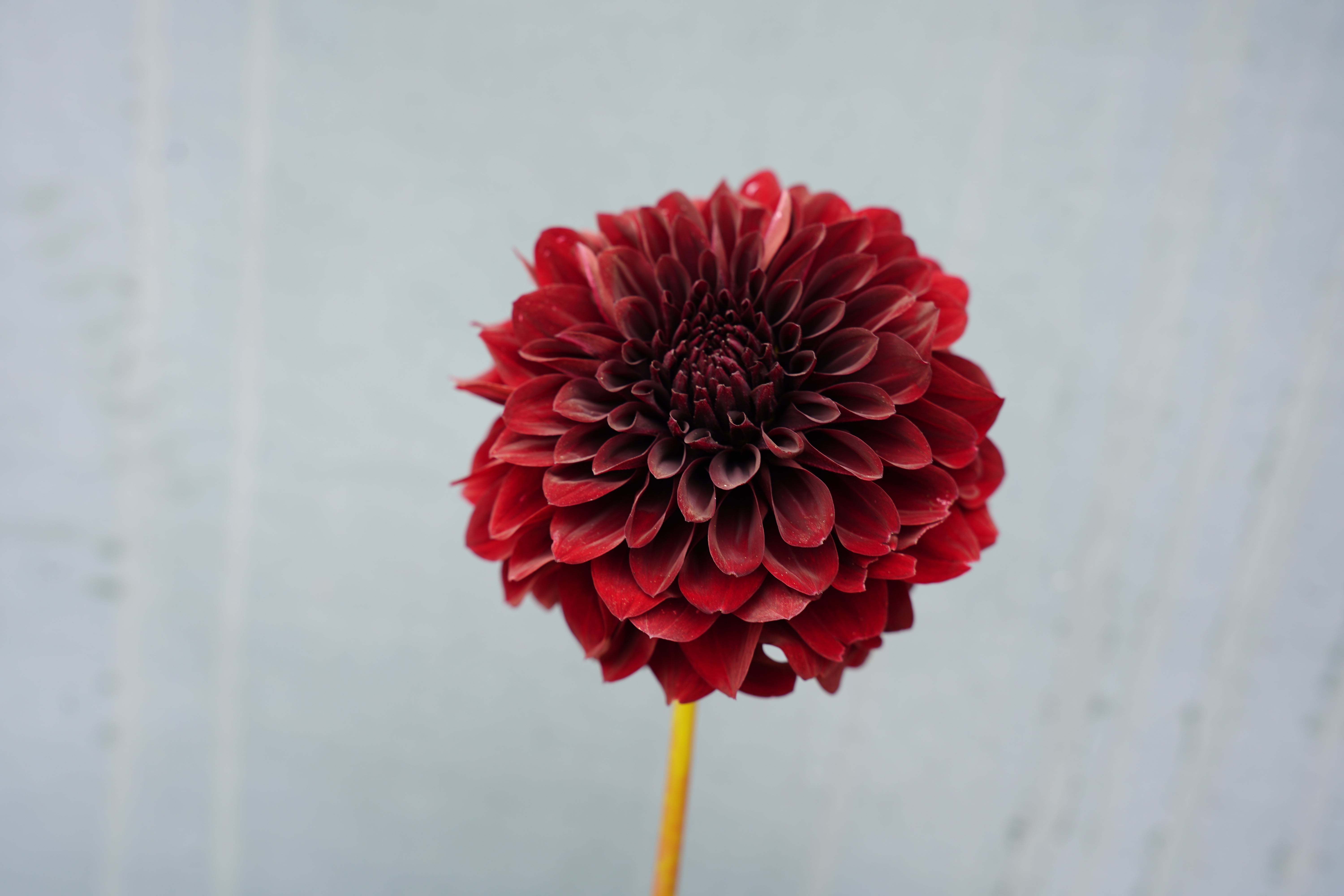 Shadow Cat Dahlia Tuber