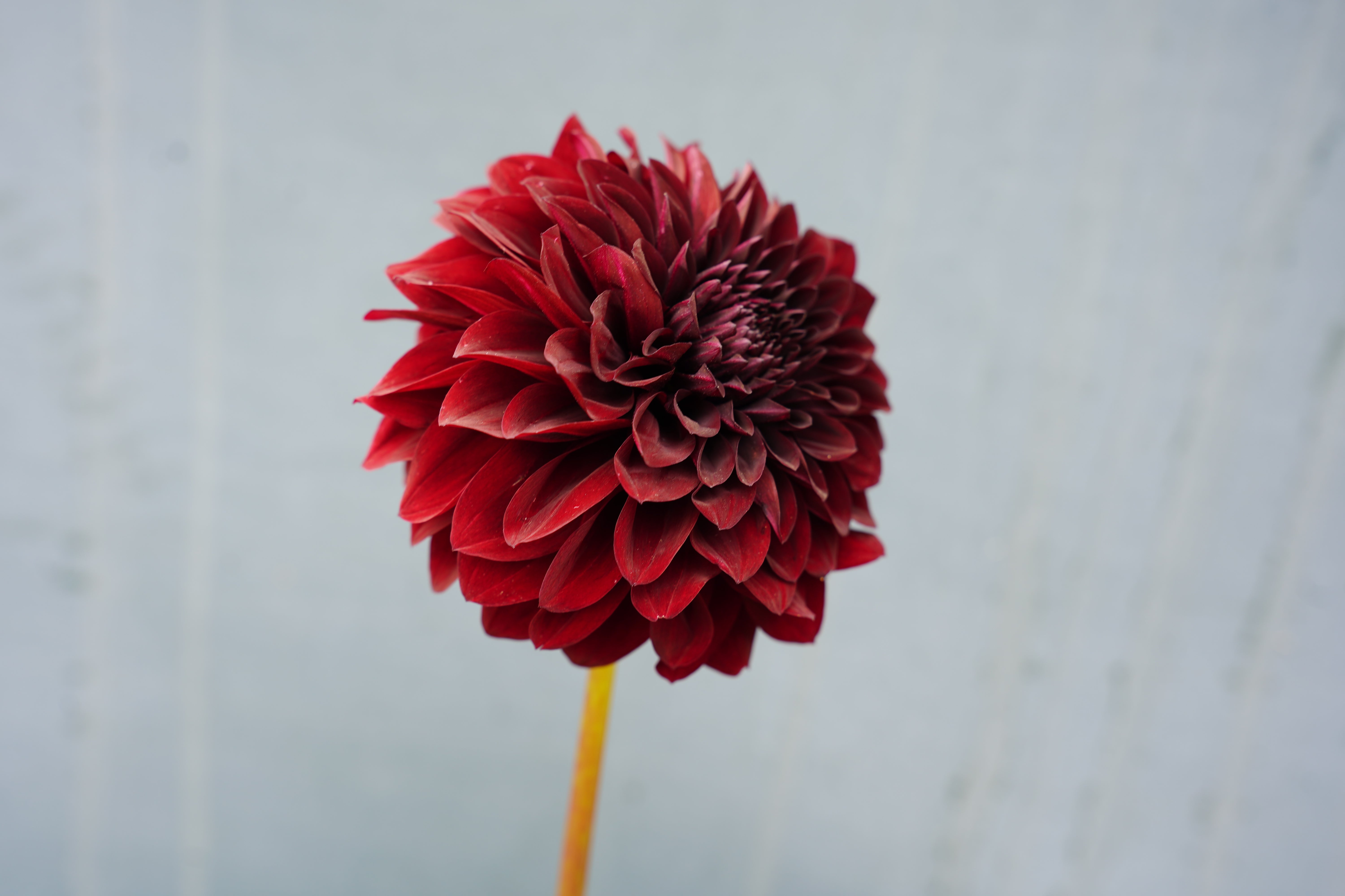Shadow Cat Dahlia Tuber
