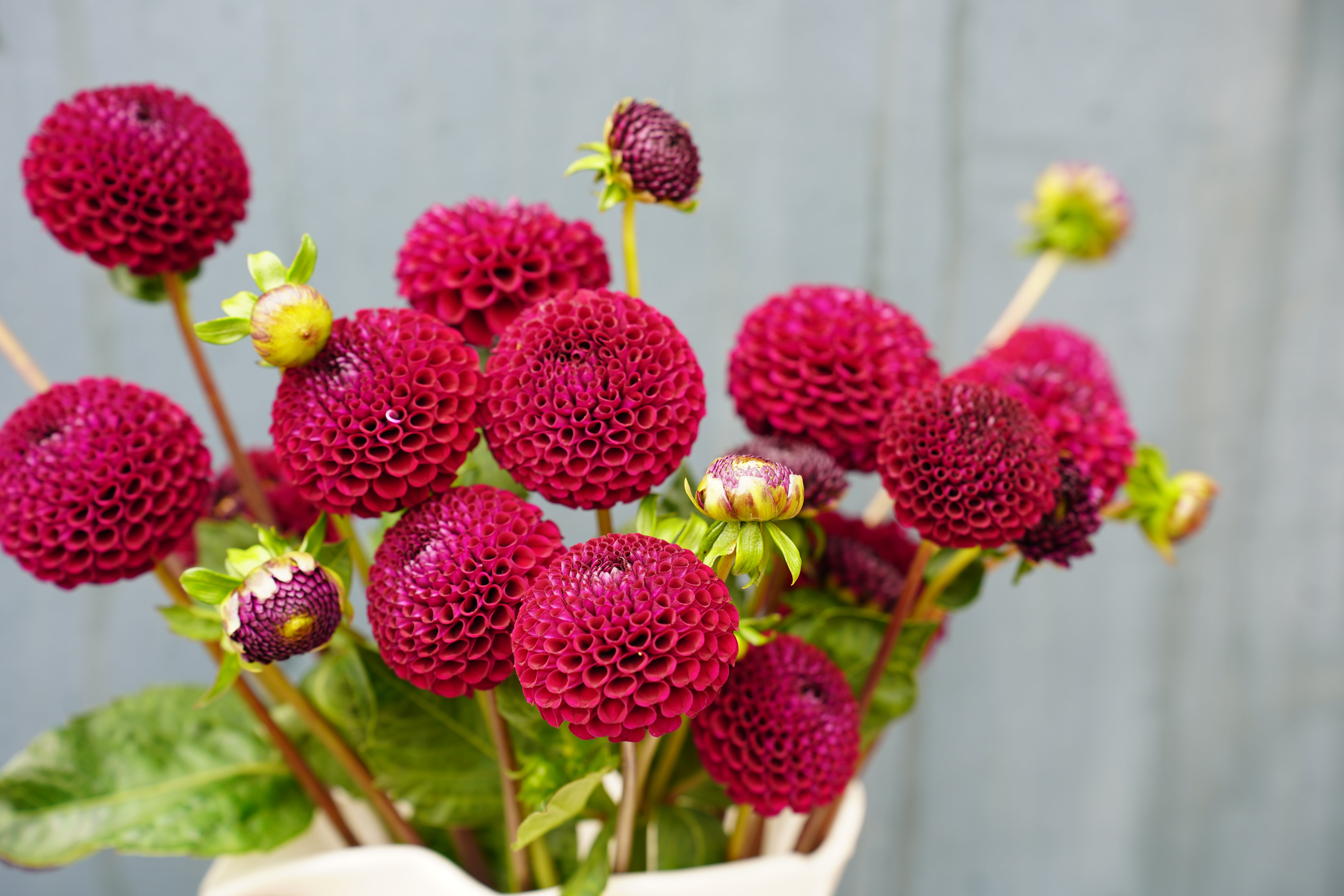 Moor Place Dahlia Tuber