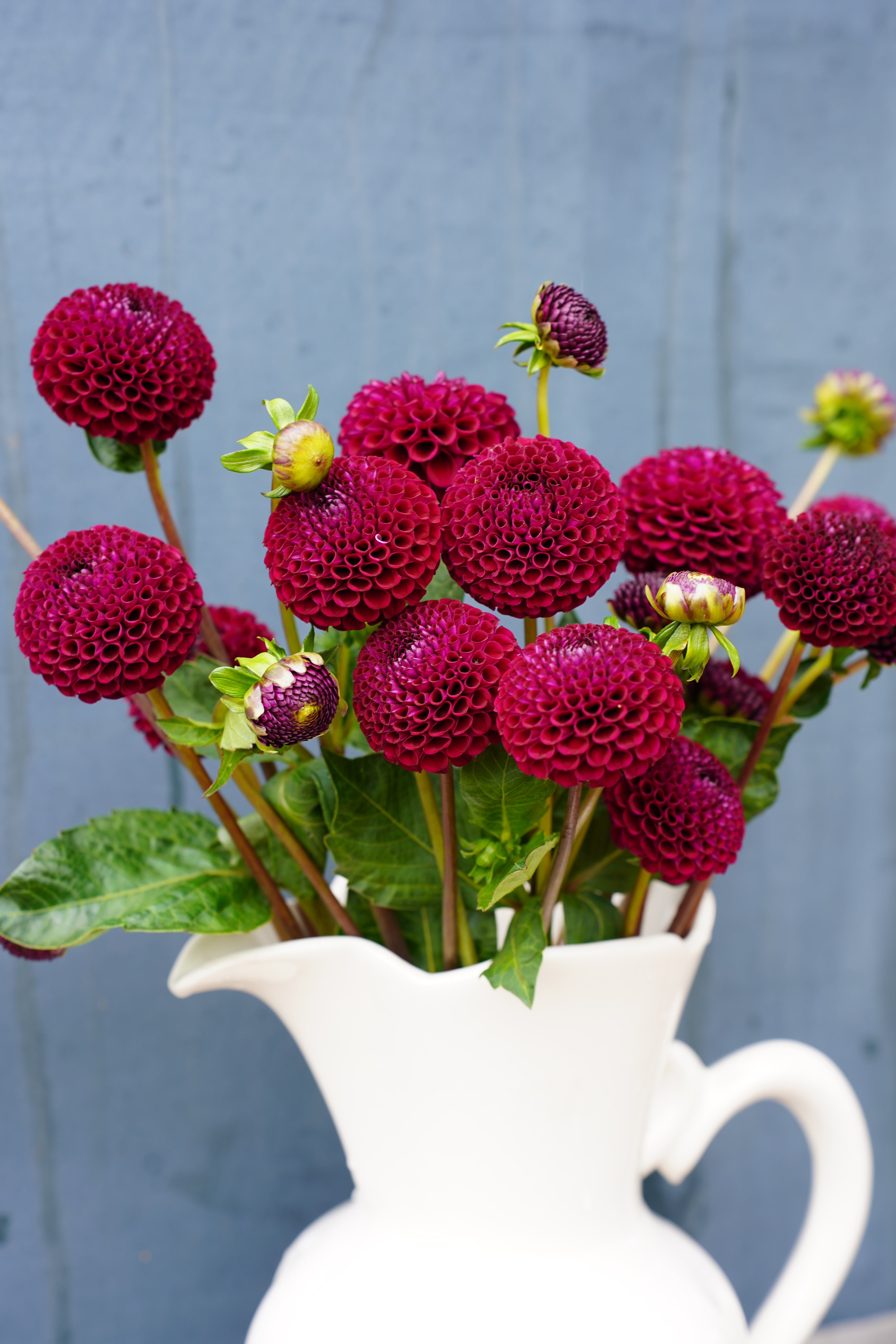 Moor Place Dahlia Tuber