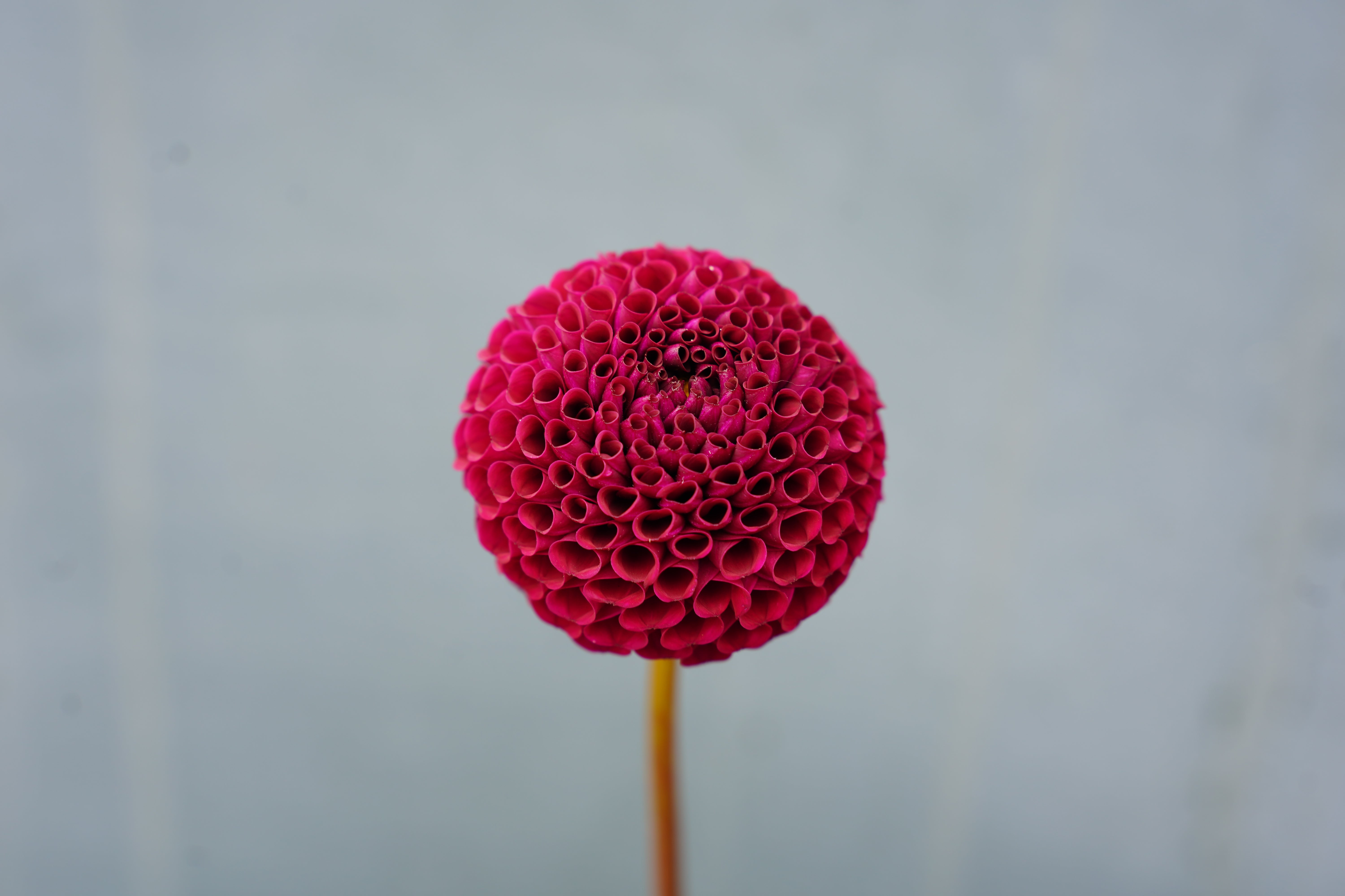 Moor Place Dahlia Tuber