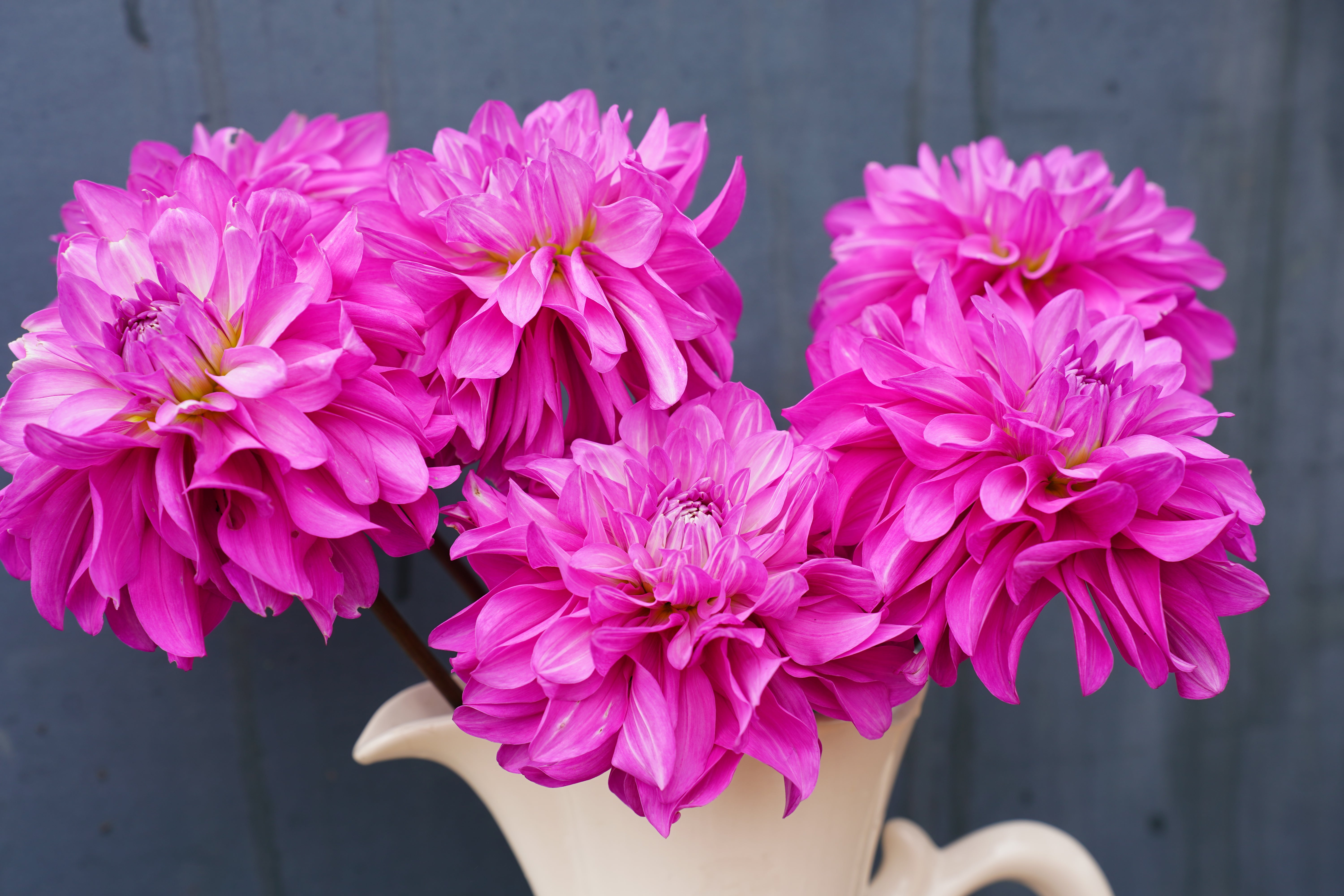 Vassio Meggos Dahlia Tuber