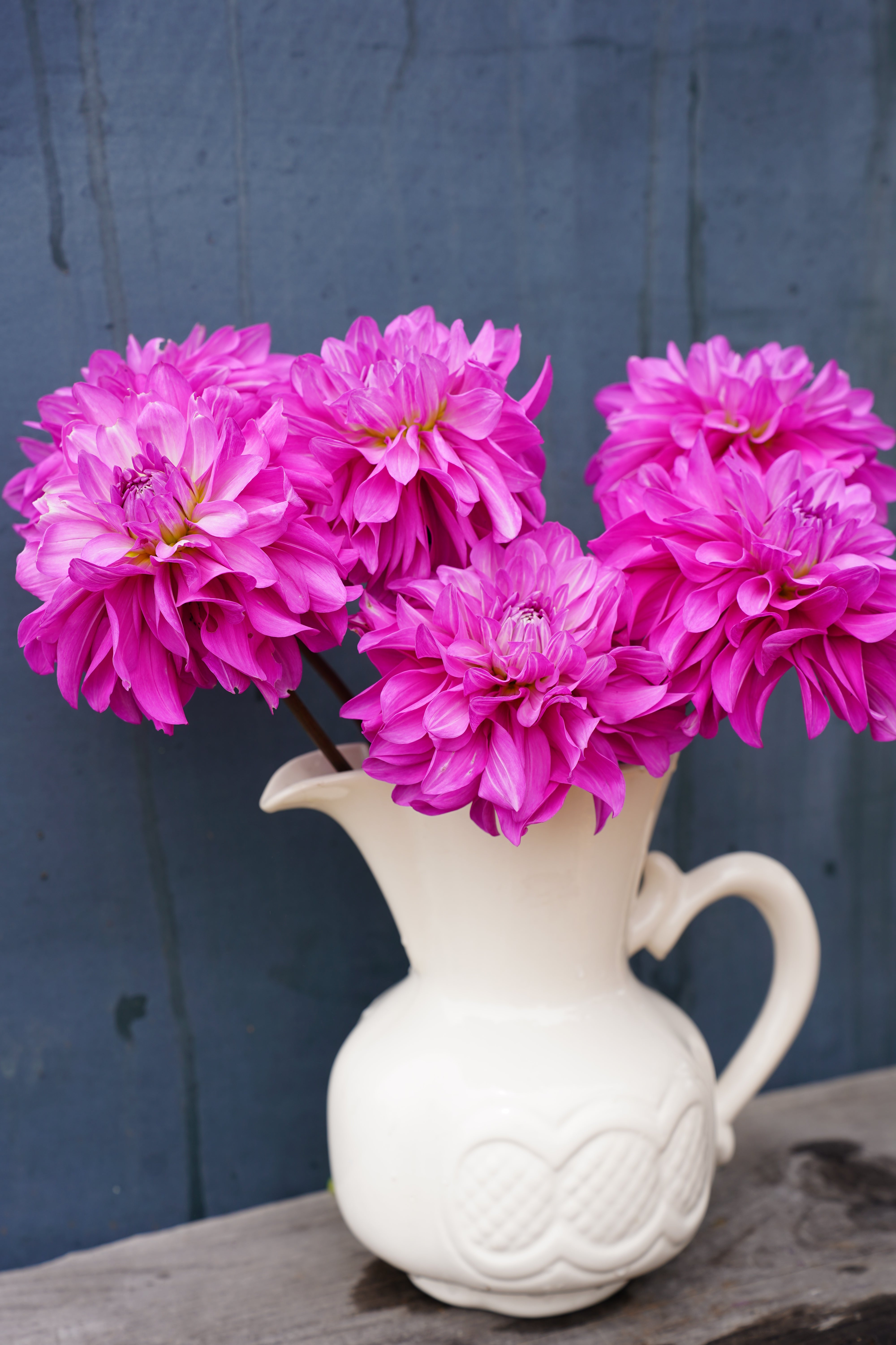 Vassio Meggos Dahlia Tuber