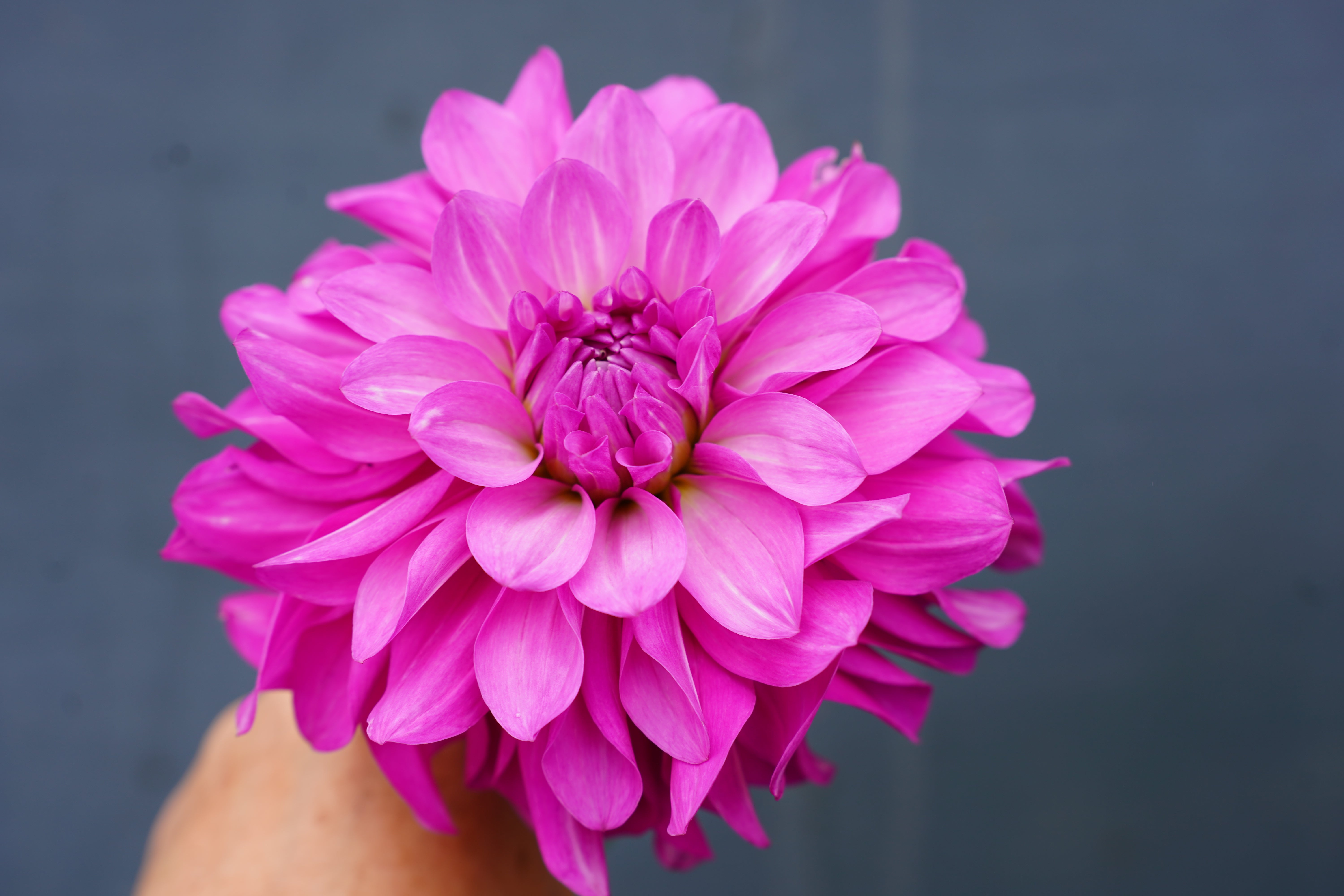 Vassio Meggos Dahlia Tuber