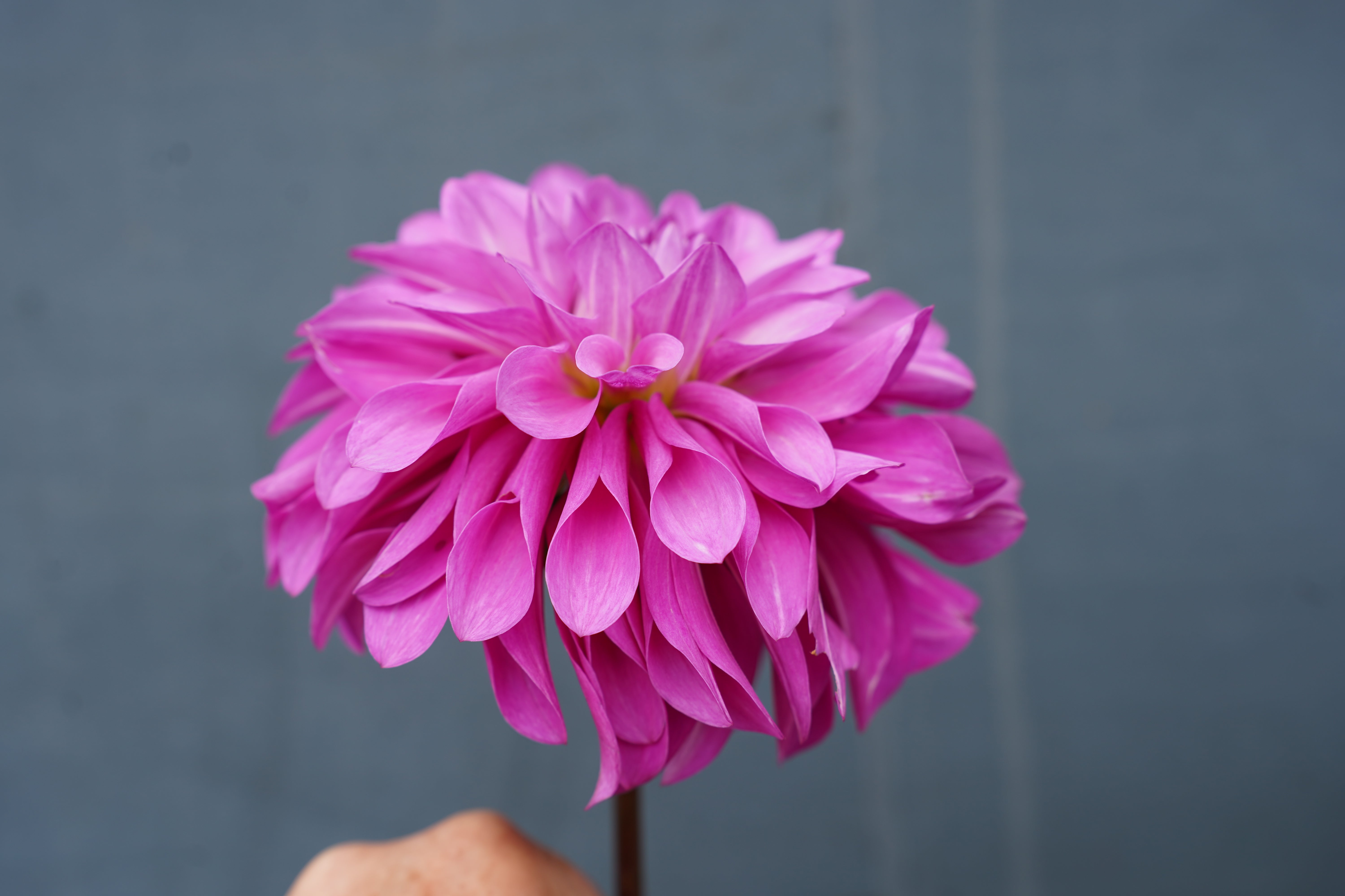 Vassio Meggos Dahlia Tuber