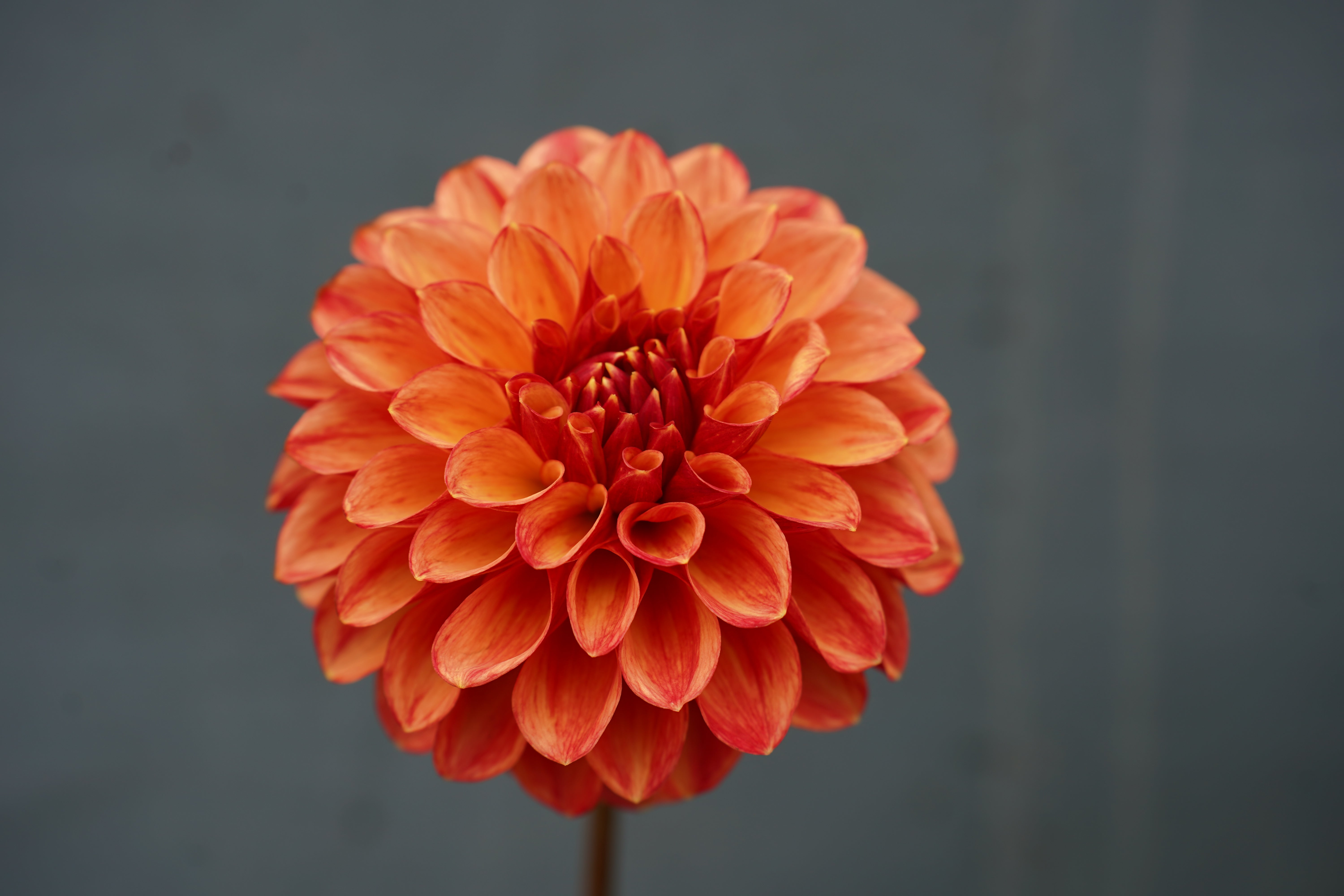 Lakeview Lucky Dahlia Tuber