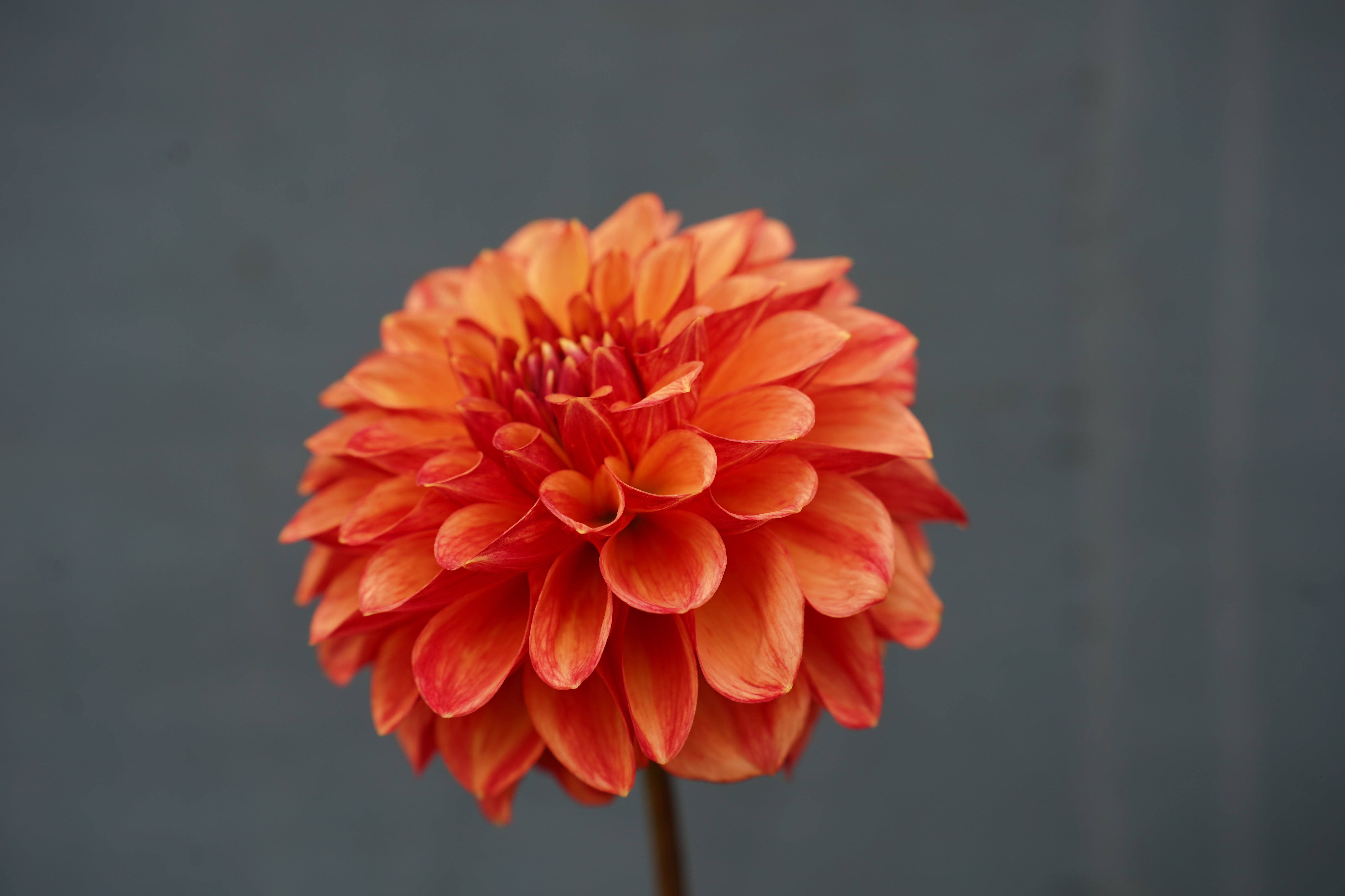 Lakeview Lucky Dahlia Tuber