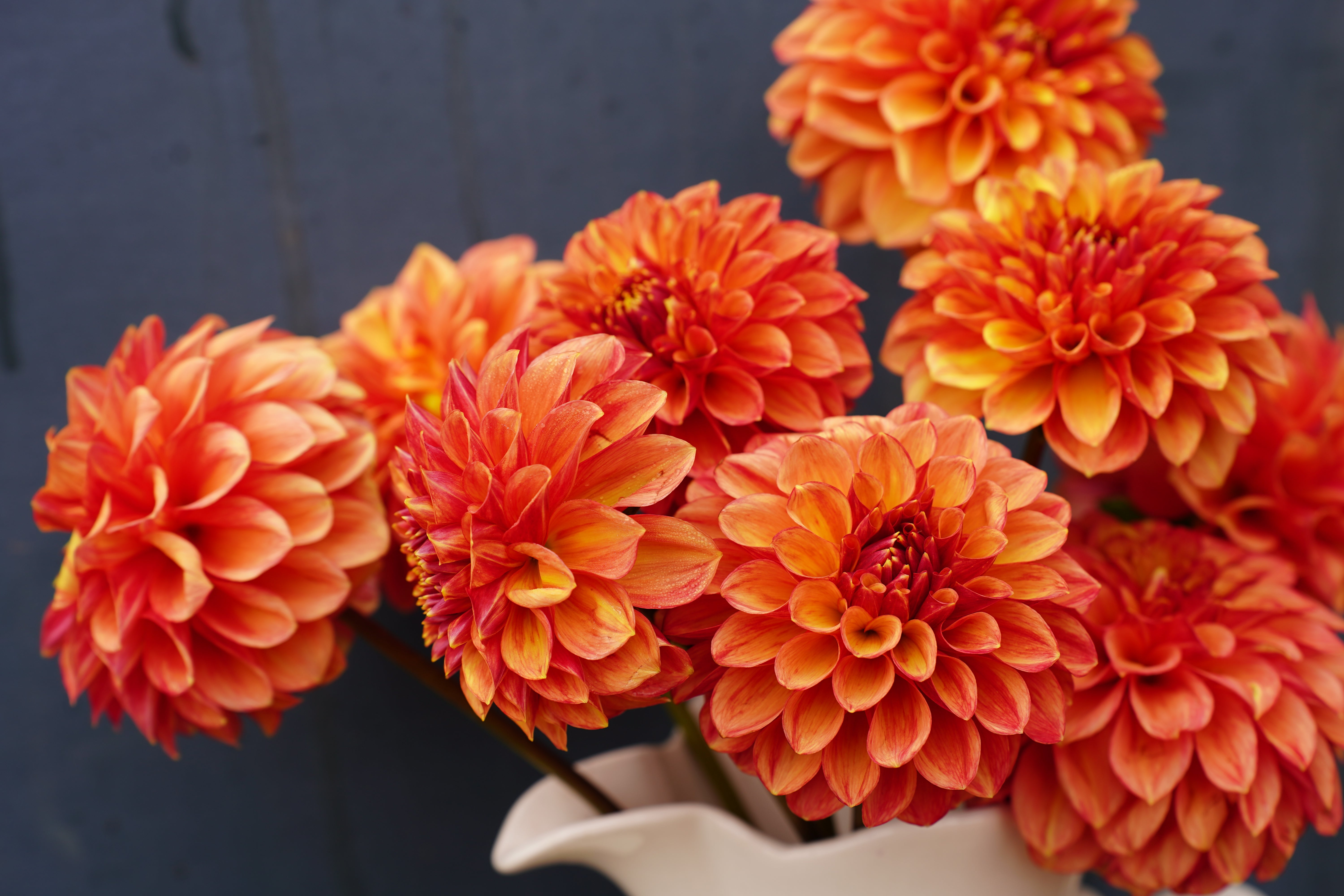 Lakeview Lucky Dahlia Tuber