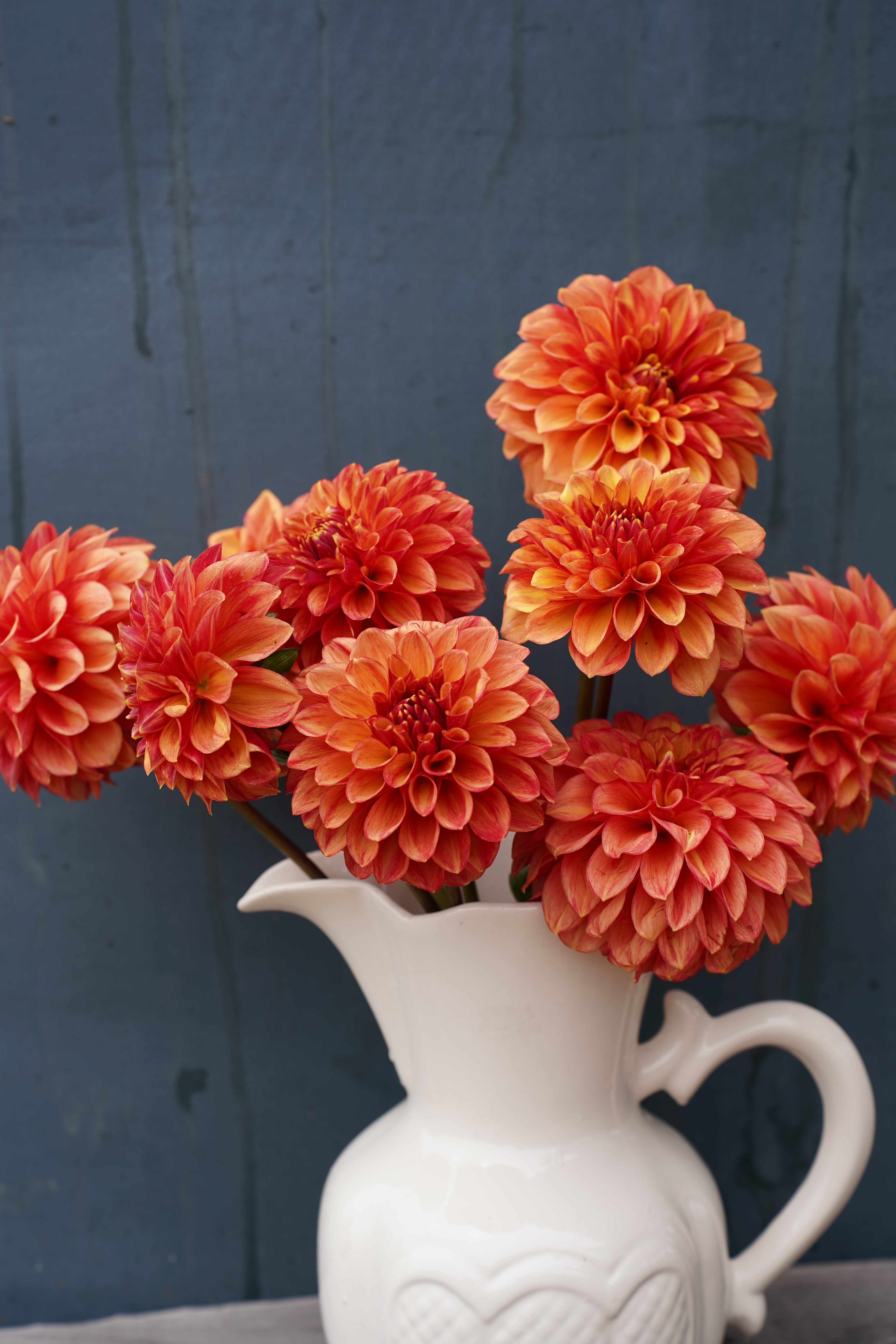 Lakeview Lucky Dahlia Tuber