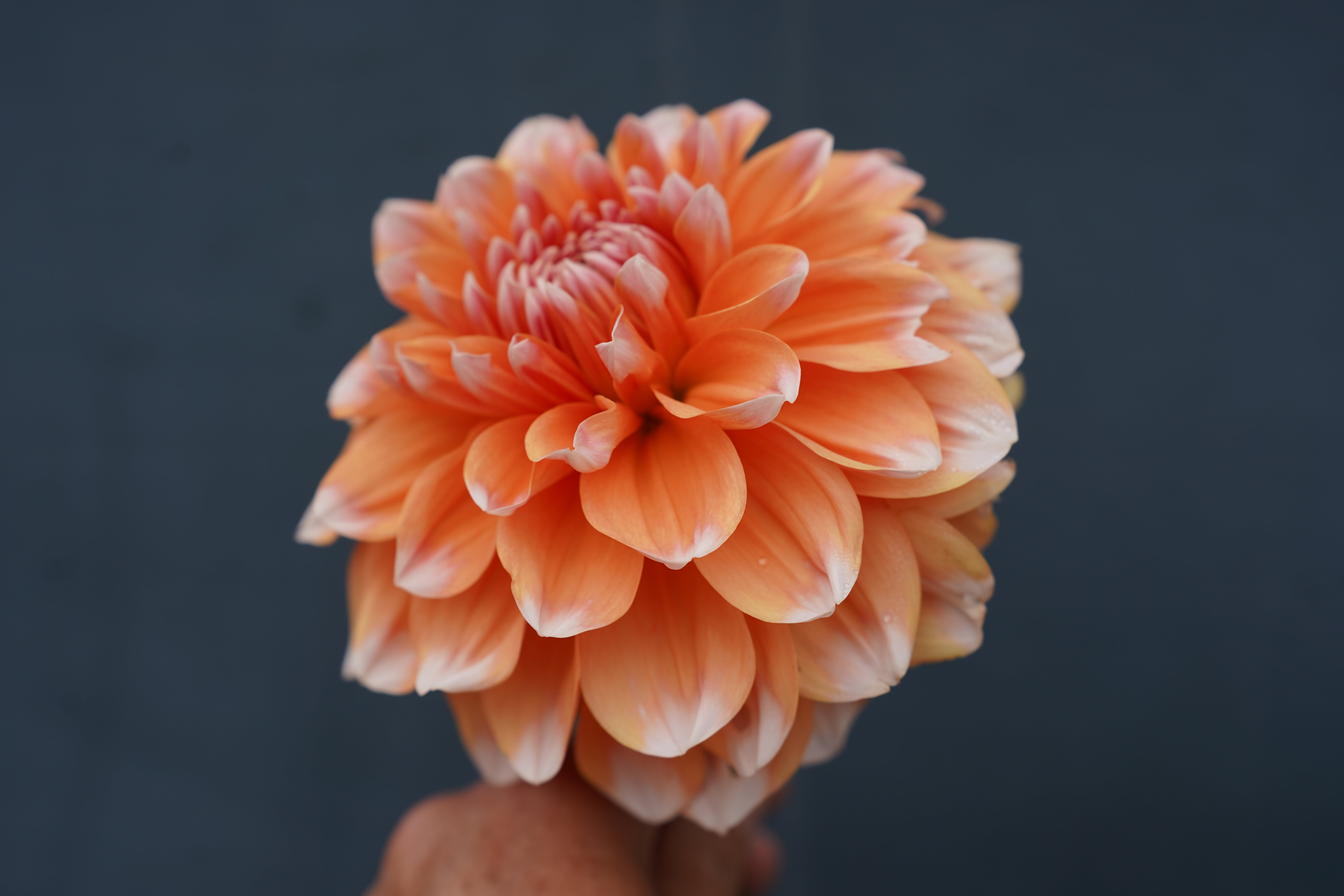 Linda Esther Dahlia Tuber