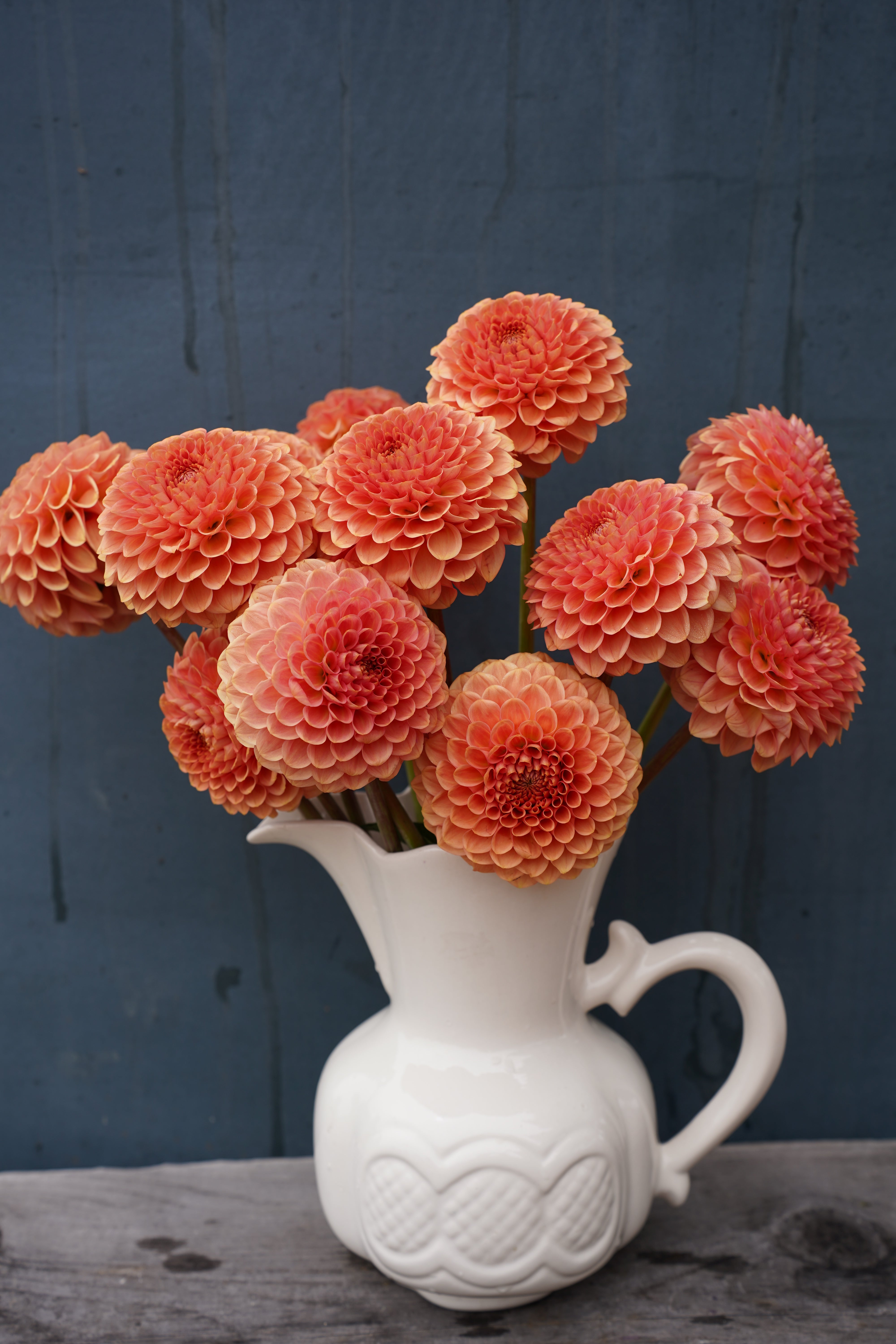 20th Avenue Softer Peach Dahlia Tuber
