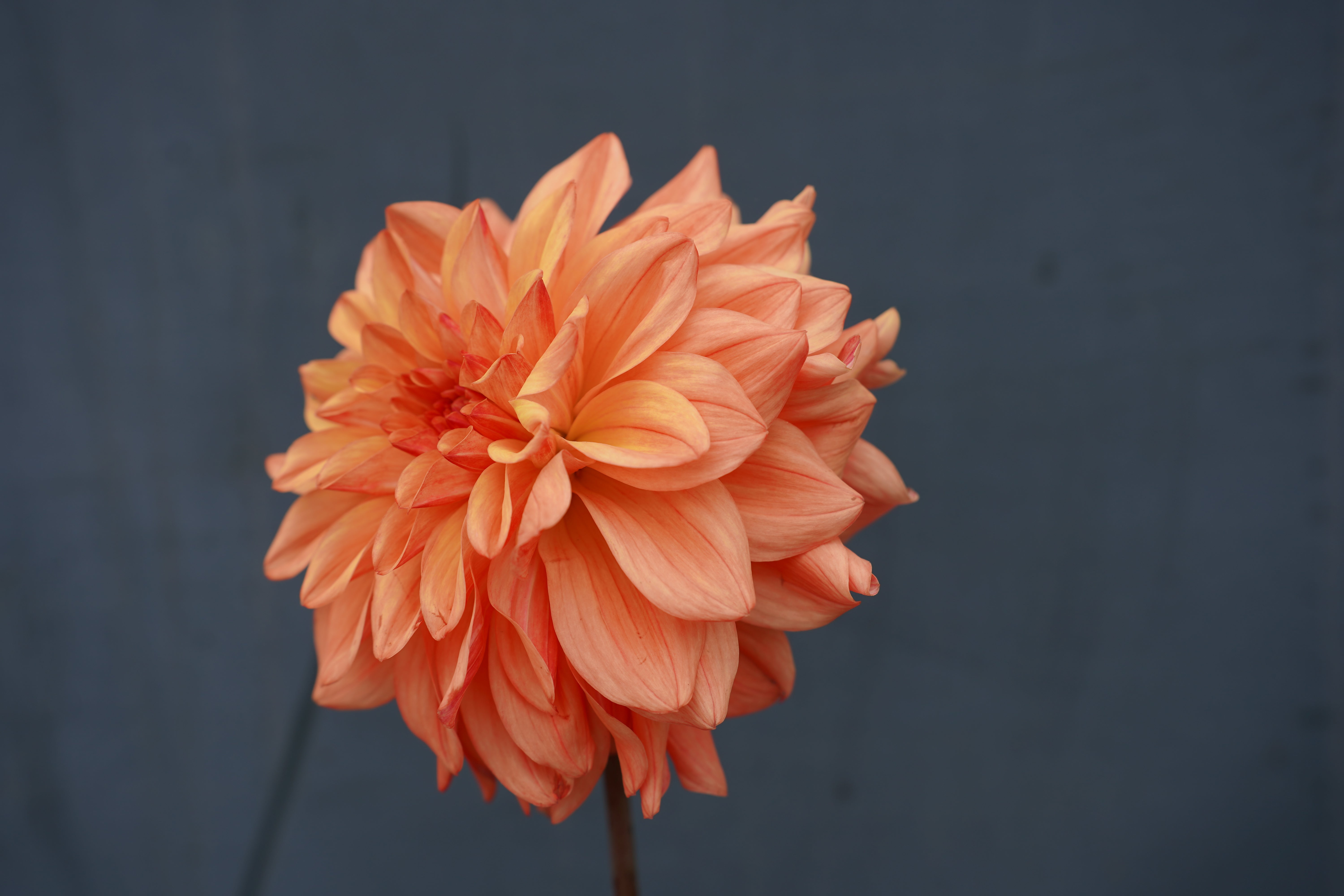 Ferncliff Copper Dahlia Tuber