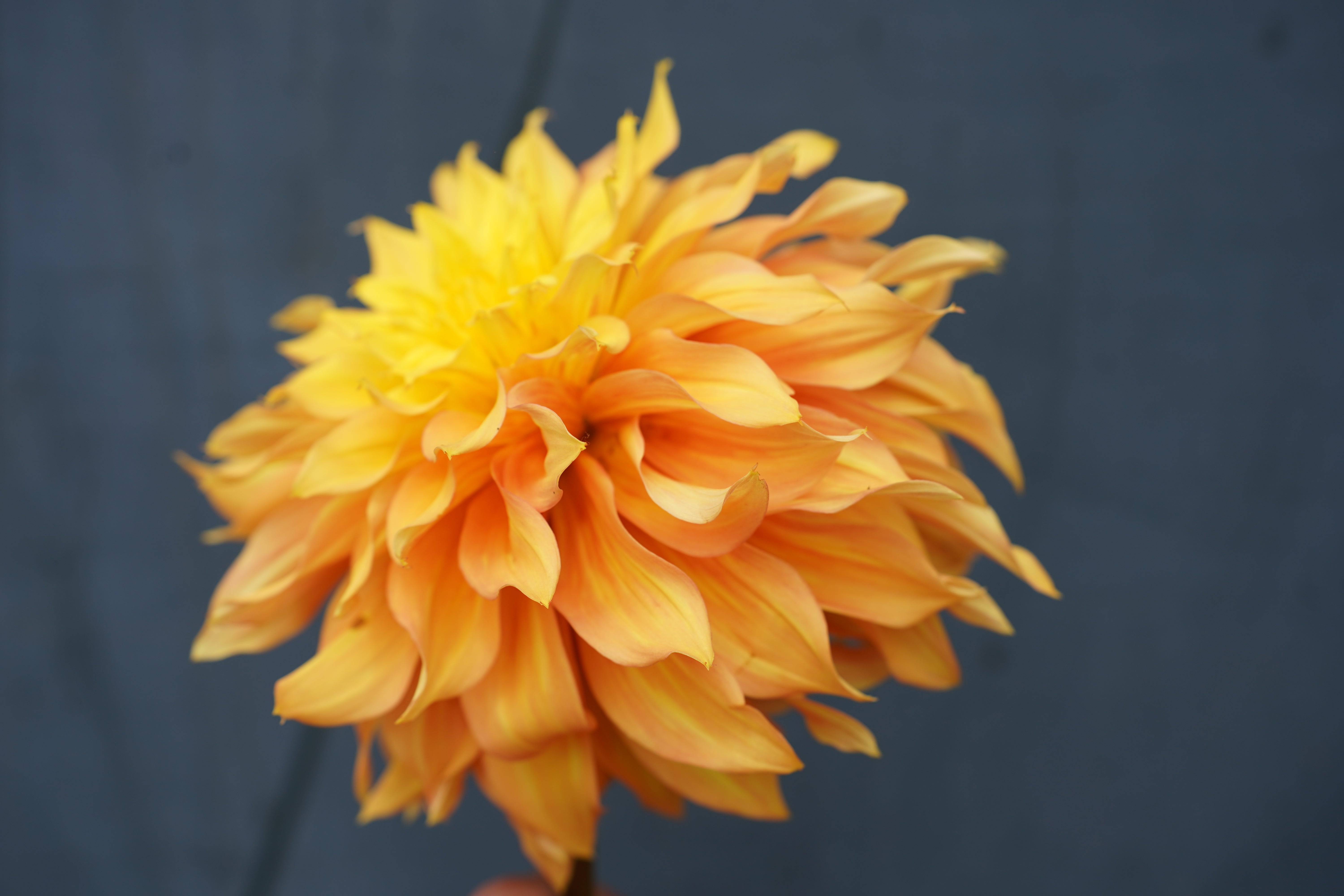 Ginger Crush Dahlia Tuber