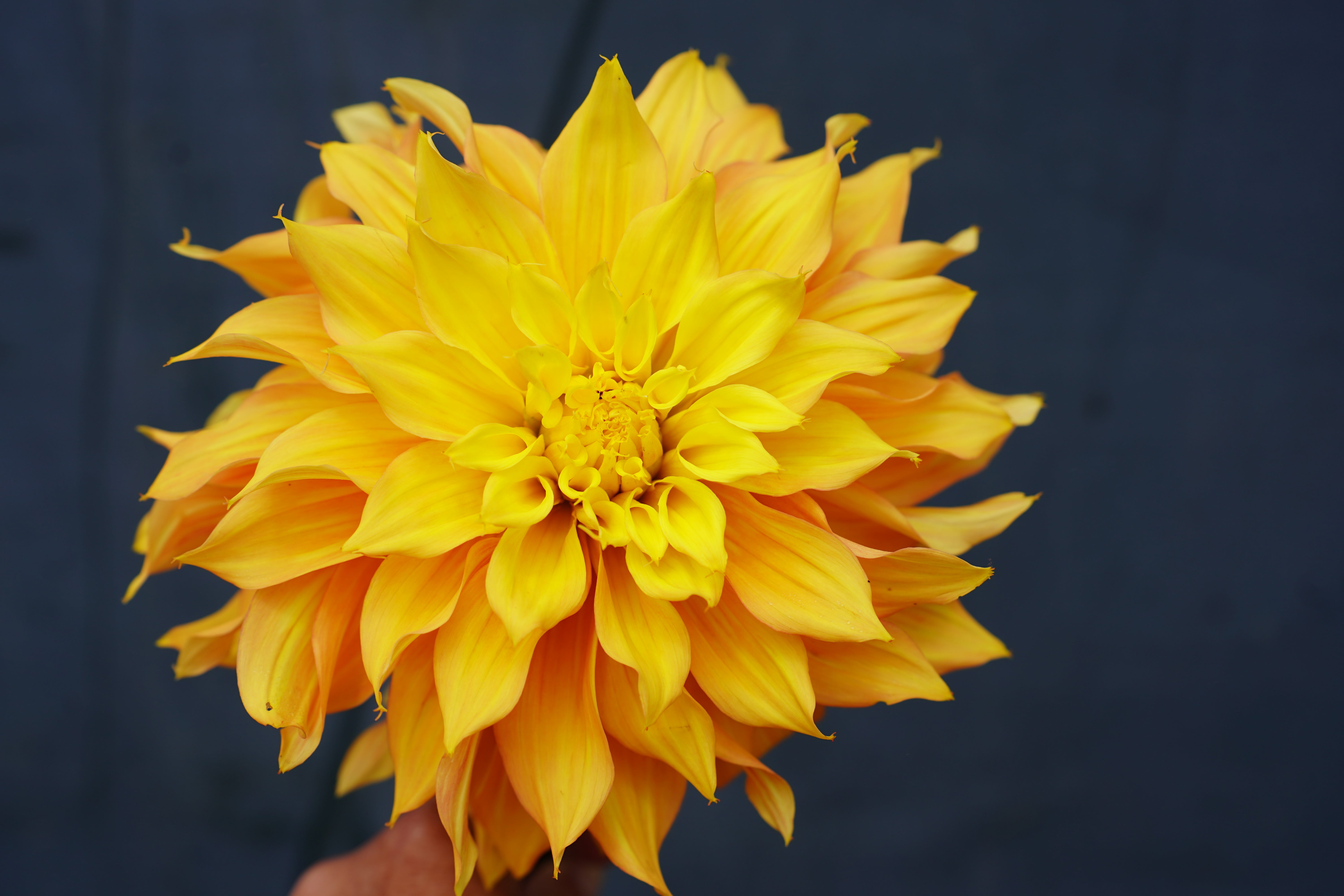 Ginger Crush Dahlia Tuber