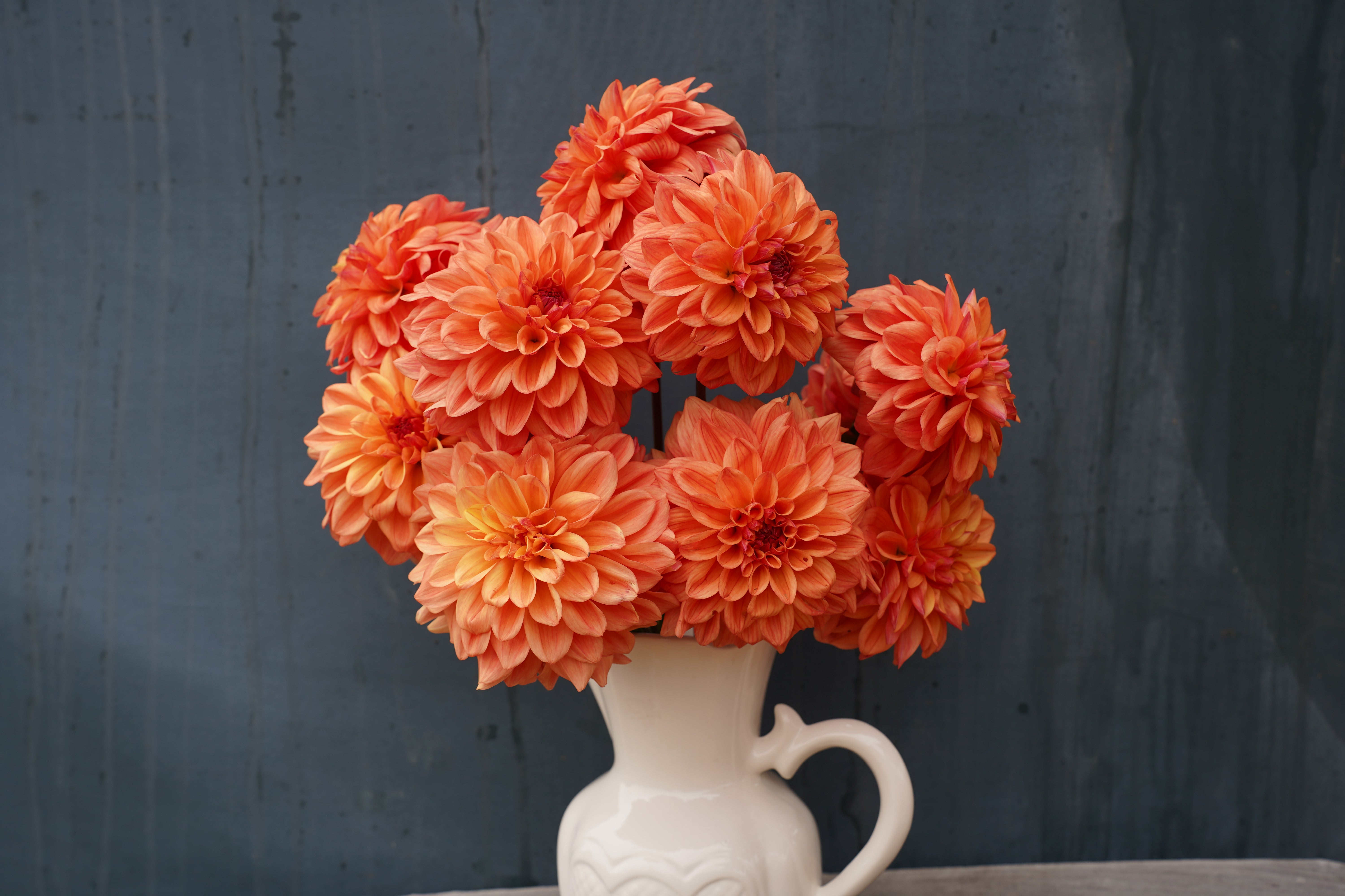 Ferncliff Copper Dahlia Tuber