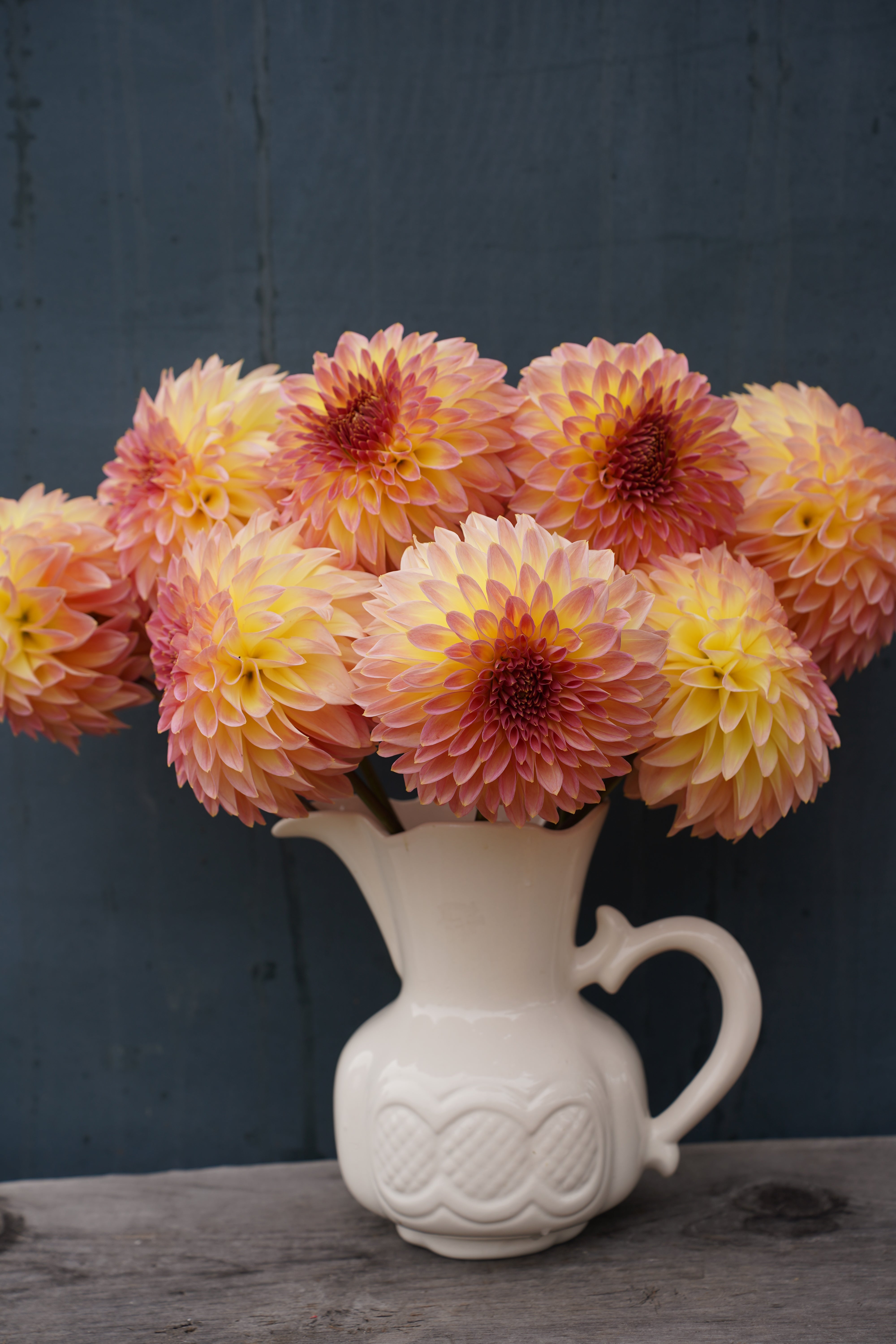 Bloomquist Jerry Dahlia Tuber