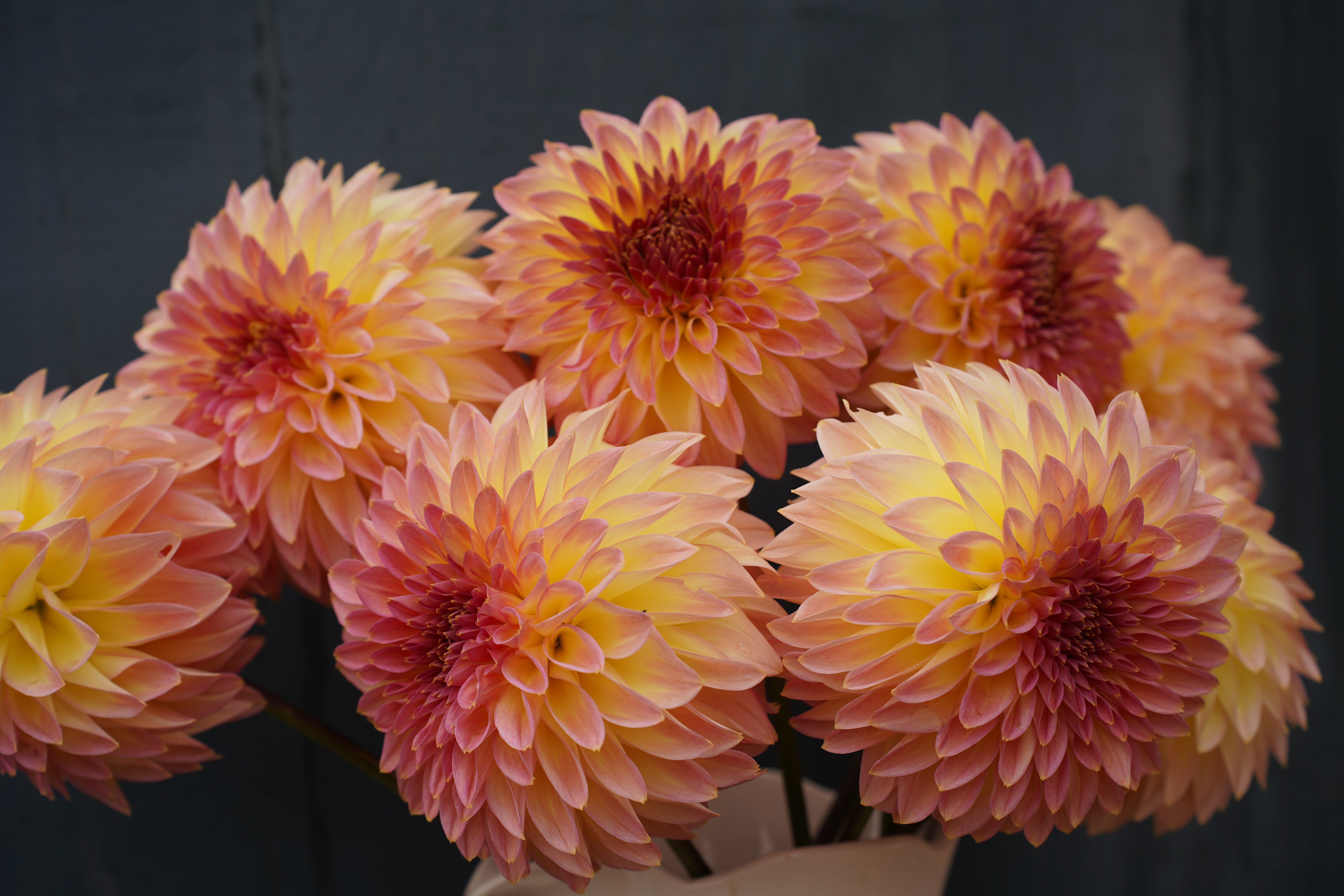 Bloomquist Jerry Dahlia Tuber