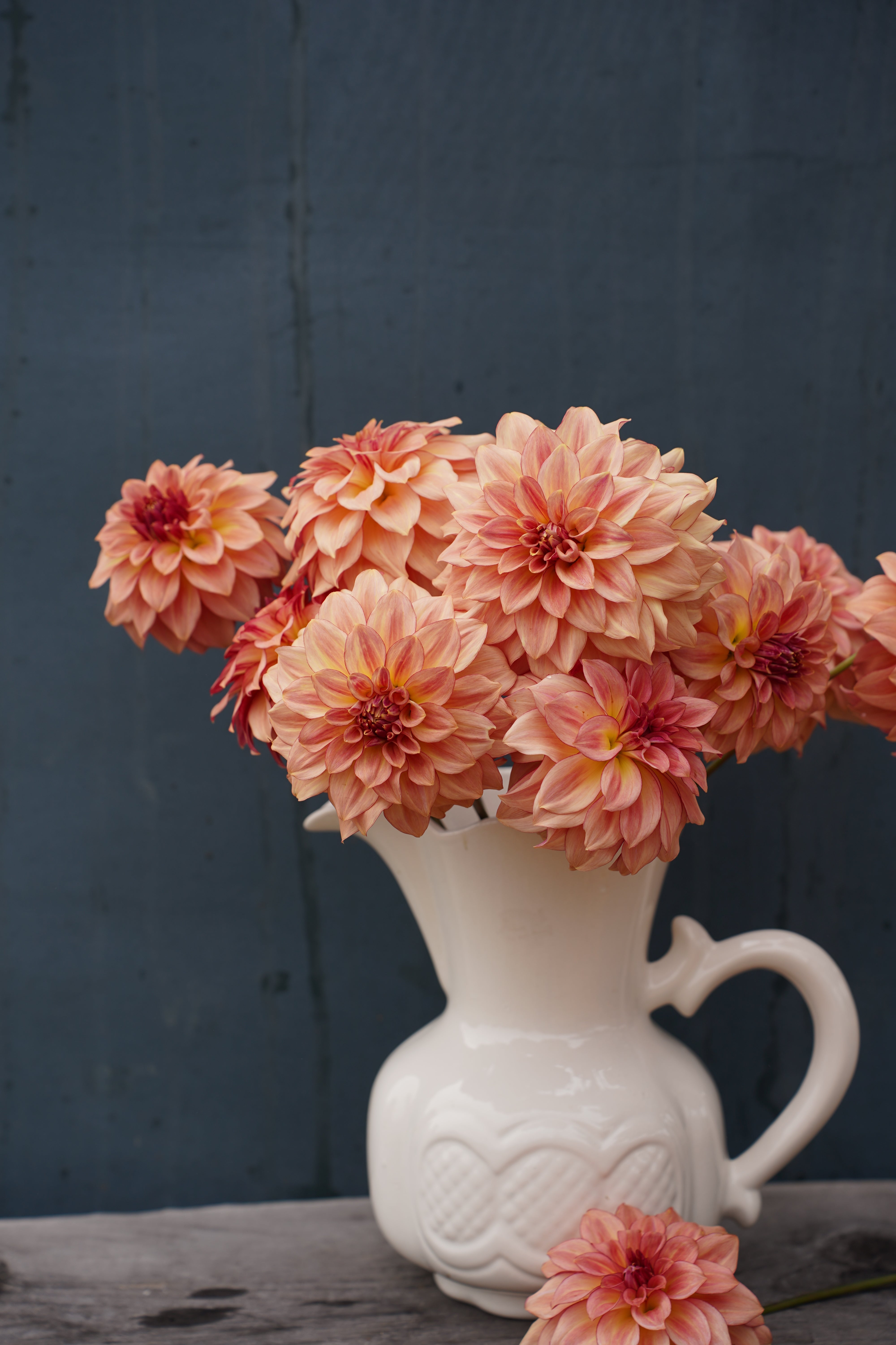 KA's® Mocha Katie Dahlia Tuber
