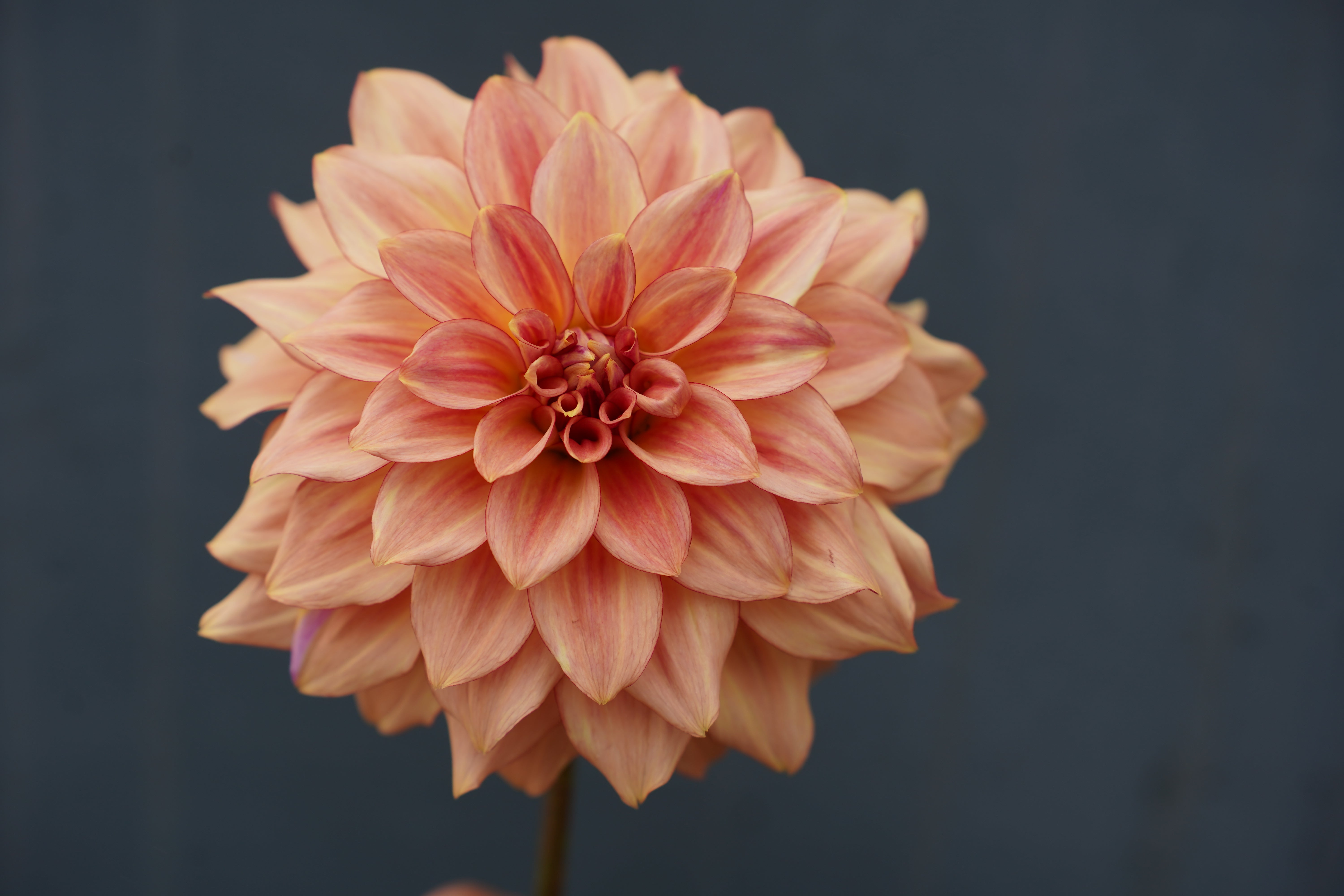 KA's® Mocha Katie Dahlia Tuber