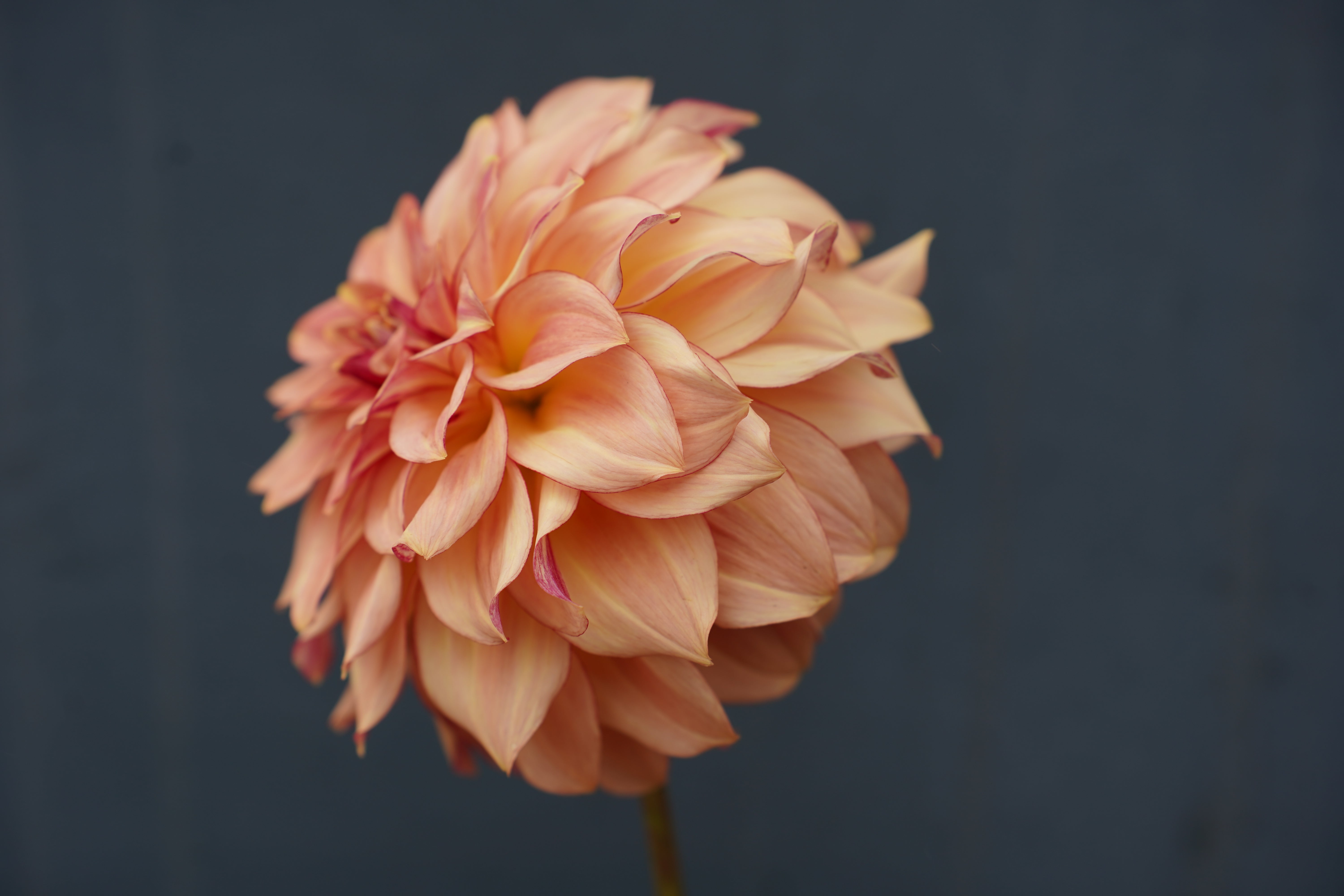 KA's® Mocha Katie Dahlia Tuber
